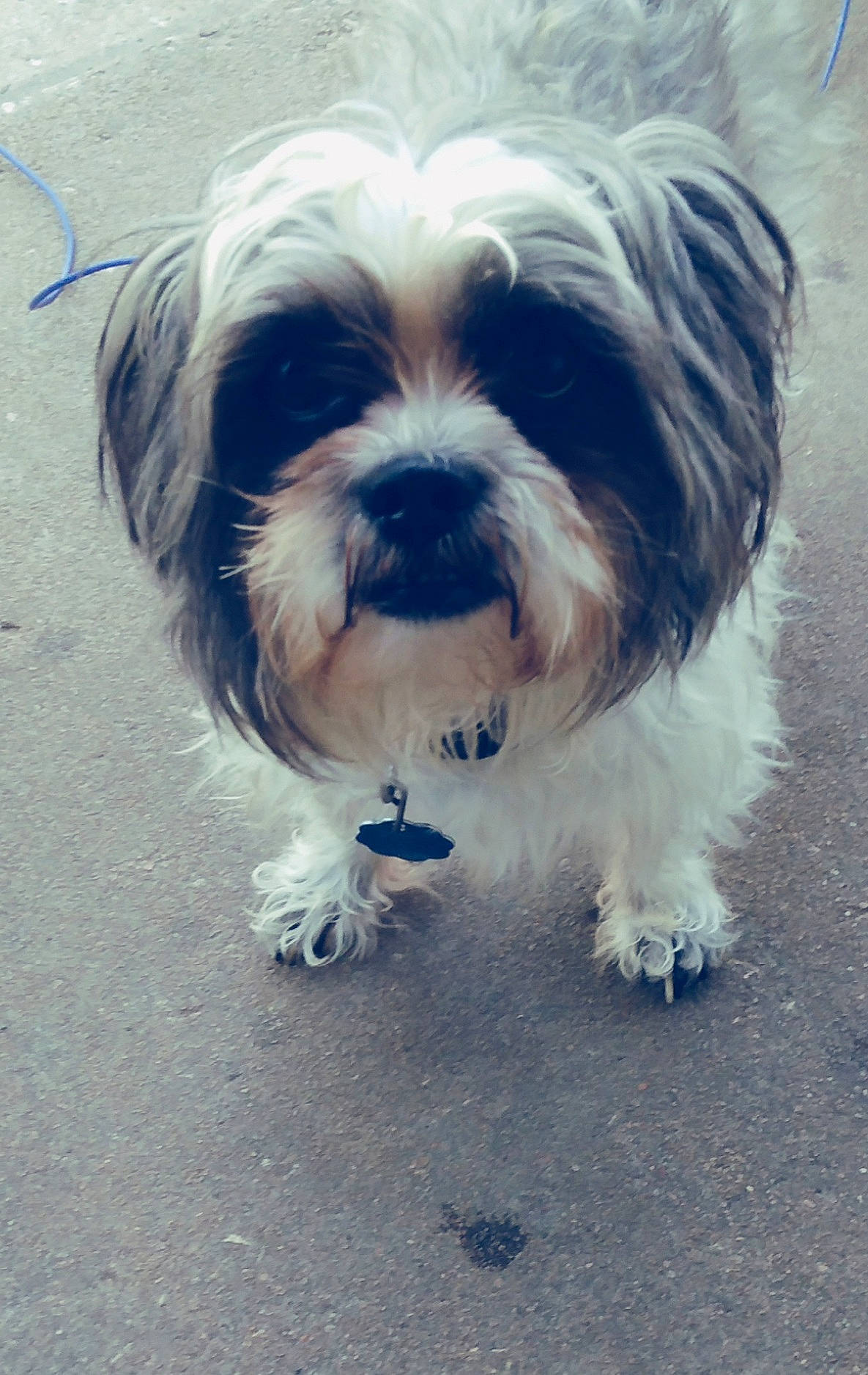 Jackson is registered to the contest to win money with this photo: asphalt, biewer_terrier, canidae, carnivore, cloud, companion_dog, dog, dog_breed, electric_blue, fur, liver, maltepoo, puppy_love, shih_poo, shih_tzu, small_terrier, snout, sporting_group, terrier, toy_dog