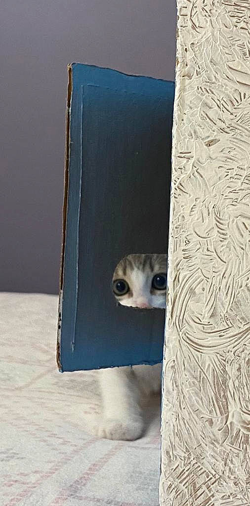 Lucky participe au concours pour gagner de l'argent avec cette photo : fawn, meerkat, wood