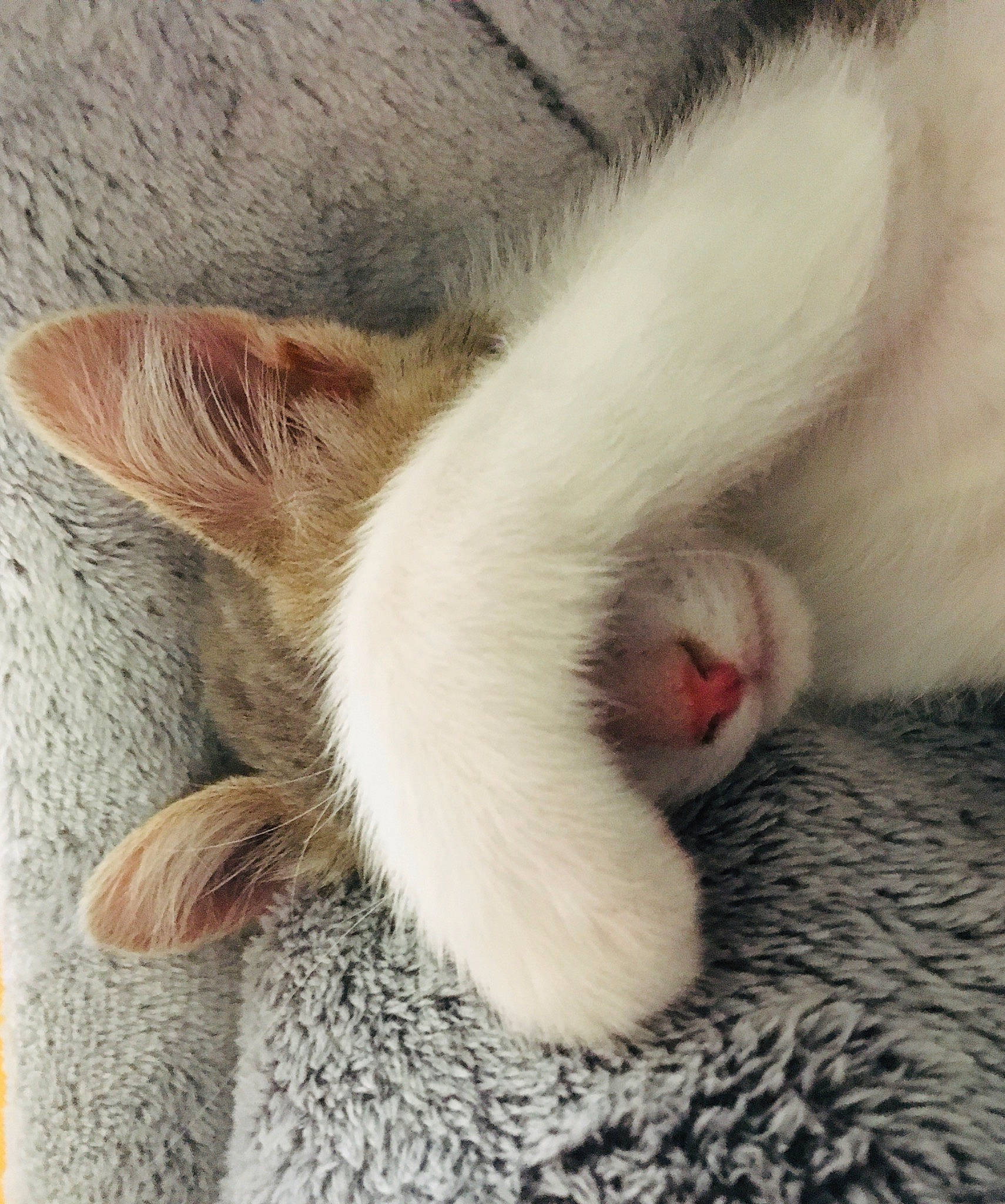 Lucky participe au concours pour gagner de l'argent avec cette photo : carnivore, cat, claw, ear, fawn, felidae, fur, kitten, nap, nose, organ, paw, polydactyl_cat, skin, sleep, small_to_medium_sized_cats, snout, tail, whiskers