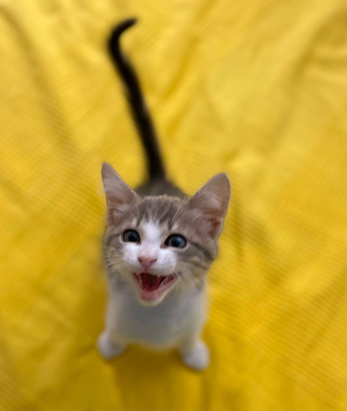 Lucky a rejoint le concours — aidez-le/la à gagner de superbes lots ! aegean_cat, american_wirehair, asian, carnivore, cat, domestic_short_haired_cat, european_shorthair, eye, fawn, felidae, fur, kitten, mammal, munchkin, ojos_azules, small_to_medium_sized_cats, snout, tail, whiskers