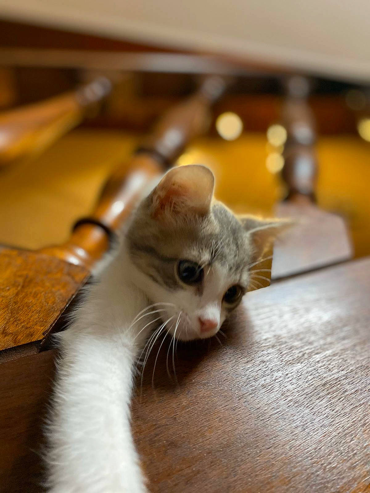 Lucky participe au concours pour gagner de l'argent avec cette photo : aegean_cat, asian, burmilla, carnivore, cat, fawn, felidae, kitten, mammal, singapura, small_to_medium_sized_cats, whiskers