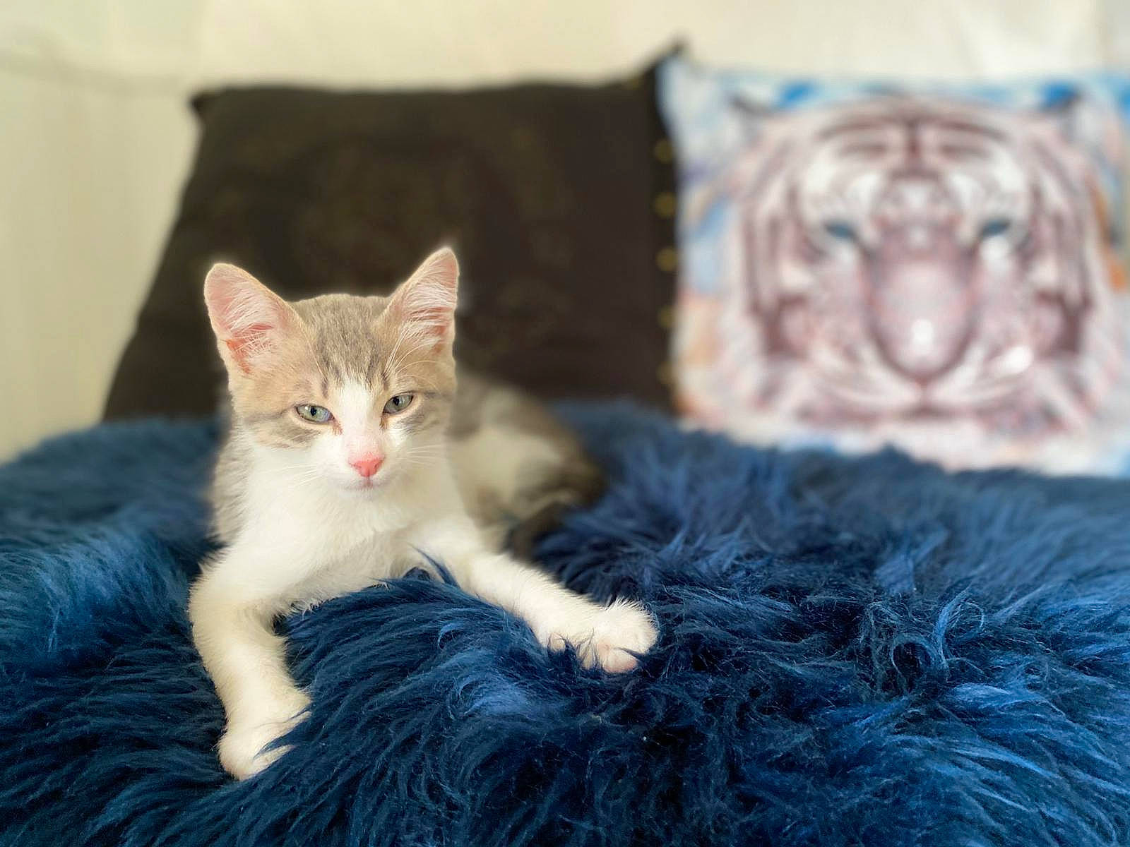 Lucky participe au concours pour gagner de l'argent avec cette photo : aegean_cat, american_curl, american_wirehair, asian, carnivore, cat, domestic_long_haired_cat, domestic_short_haired_cat, european_shorthair, felidae, fur, kitten, mammal, norwegian_forest_cat, ojos_azules, polydactyl_cat, small_to_medium_sized_cats, tabby_cat, vertebrate, whiskers