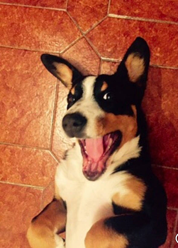 Mia participe au concours pour gagner de l'argent avec cette photo : canidae, cardigan_welsh_corgi, carnivore, dog, dog_breed, ear, feist, mammal, pembroke_welsh_corgi, rat_terrier, snout, teddy_roosevelt_terrier, toy_fox_terrier, vertebrate, welsh_corgi