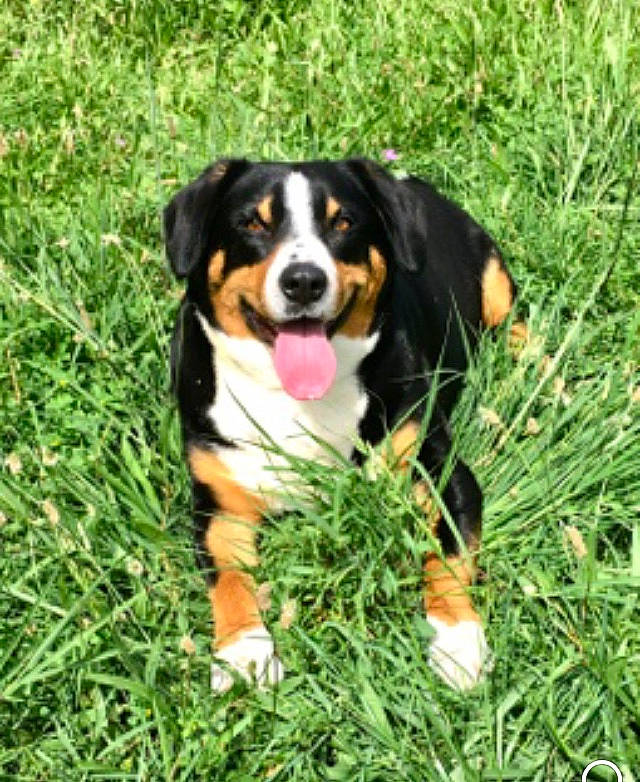 Mia a rejoint le concours — aidez-le/la à gagner de superbes lots ! appenzeller_sennenhund, bernese_mountain_dog, canidae, carnivore, companion_dog, dog, dog_breed, english_shepherd, entlebucher_mountain_dog, grass, greater_swiss_mountain_dog, herding_dog, hunting_dog, livestock_guardian_dog, mammal, plant, rare_breed_dog, sporting_group, vertebrate, working_dog