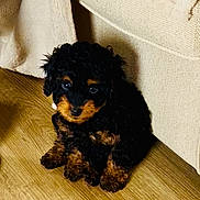 Bella joined the competition — help win amazing prizes! puppy, dog, black, brown, curly_fur, floor, wooden_floor, couch, beige, indoor, pet, cute, small, sitting, looking_up, animal, fur, young, domestic_animal, companion_animal