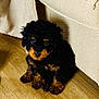 puppy, dog, black, brown, curly_fur, floor, wooden_floor, couch, beige, indoor, pet, cute, small, sitting, looking_up, animal, fur, young, domestic_animal, companion_animal