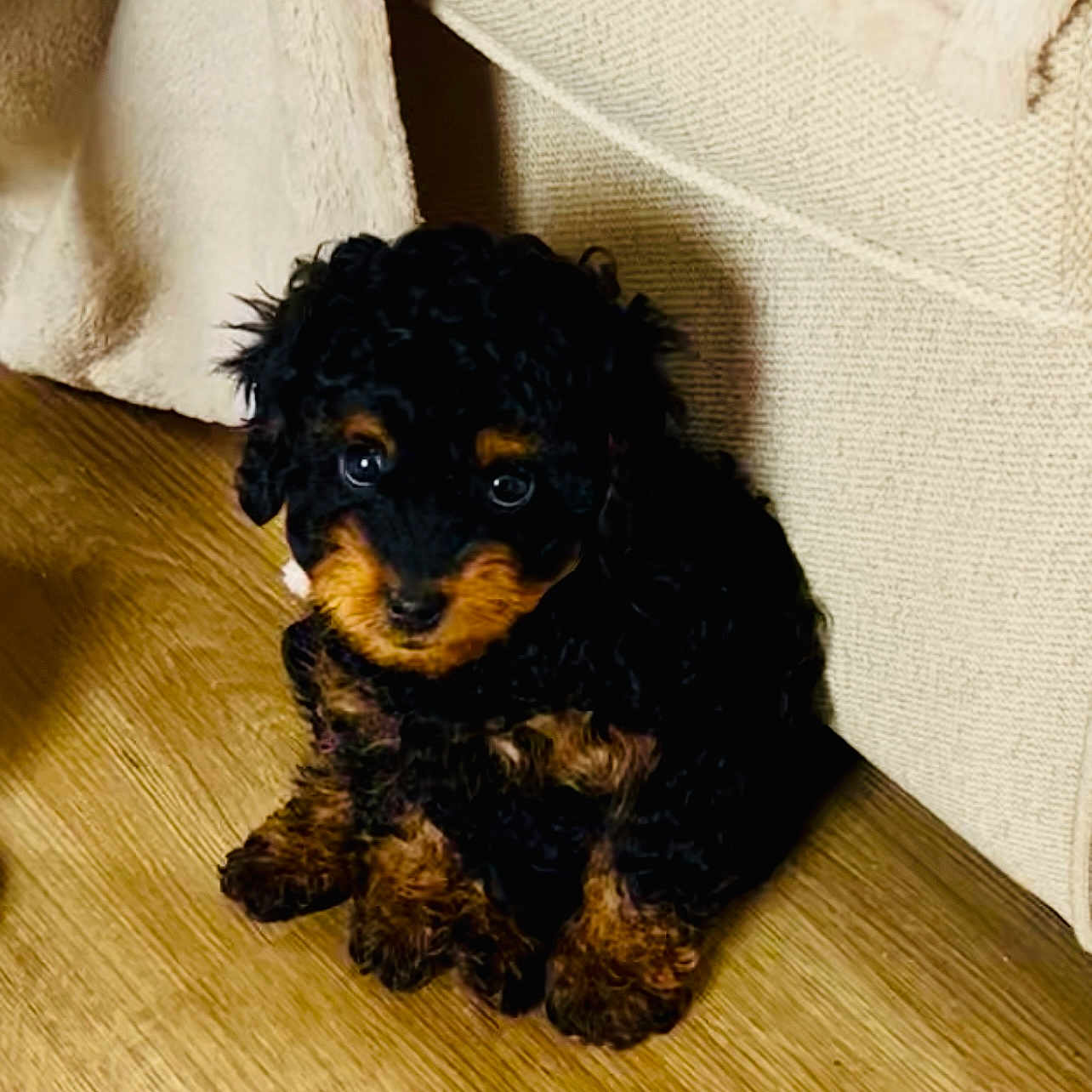 Bella joined the competition — help win amazing prizes! animal, beige, black, brown, companion_animal, couch, curly_fur, cute, dog, domestic_animal, floor, fur, indoor, looking_up, pet, puppy, sitting, small, wooden_floor, young