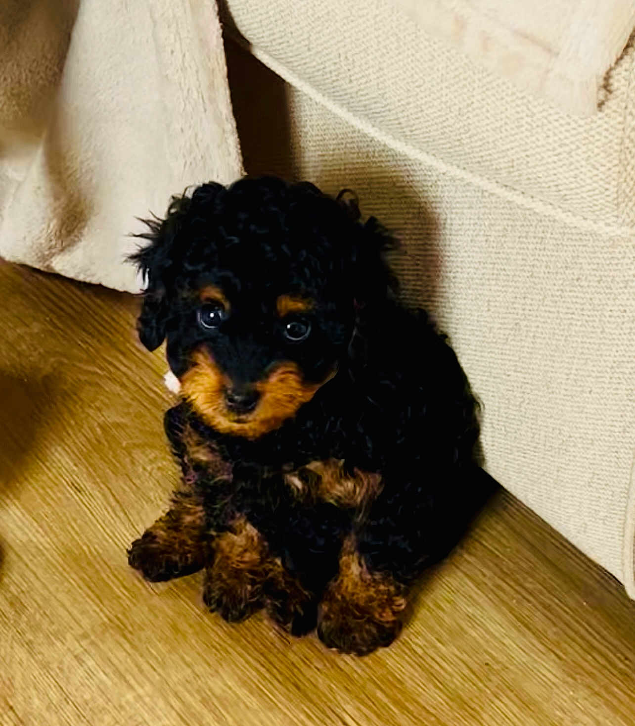 Bella