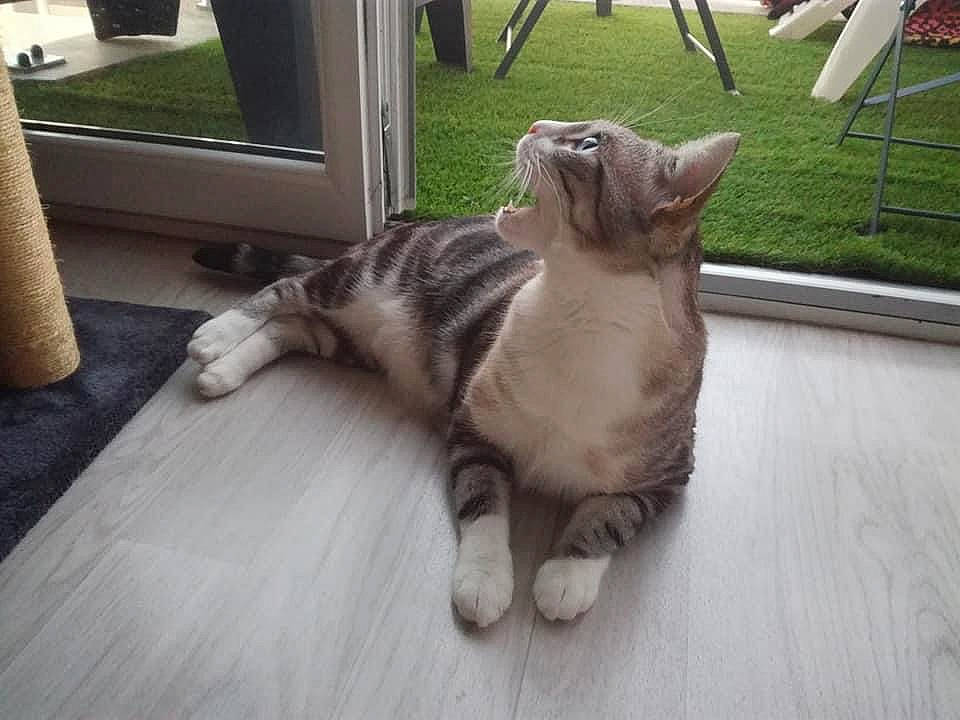 Leni participe au concours pour gagner de l'argent avec cette photo : carnivore, cat, chair, dog_breed, fawn, felidae, floor, flooring, grass, hardwood, mammal, plant, small_to_medium_sized_cats, snout, tail, terrestrial_animal, vertebrate, whiskers, window, wood