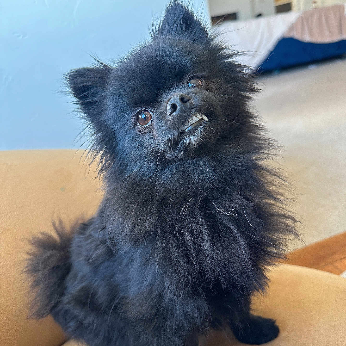 Bear is registered to the contest to win money with this photo: affenpinscher, animal, canine, cockerspaniel, dog, papillon, pet, puppy
