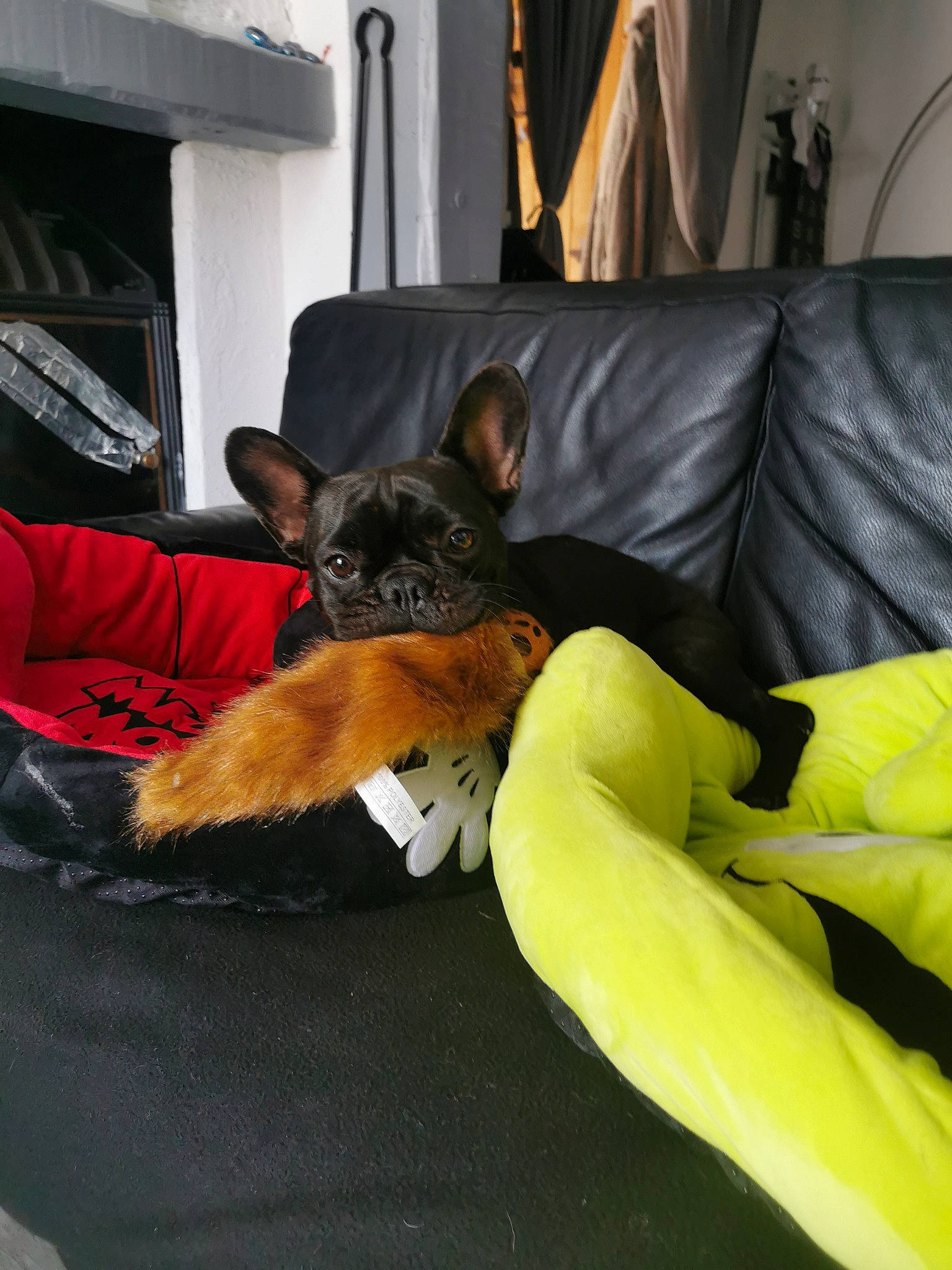 Roxy a rejoint le concours — aidez-le/la à gagner de superbes lots ! canidae, carnivore, comfort, companion_dog, couch, curtain, dog, dog_bed, dog_breed, dog_supply, guard_dog, living_room, paw, pet_supply, pillow, pinscher, snout, sporting_group, vertebrate, working_animal