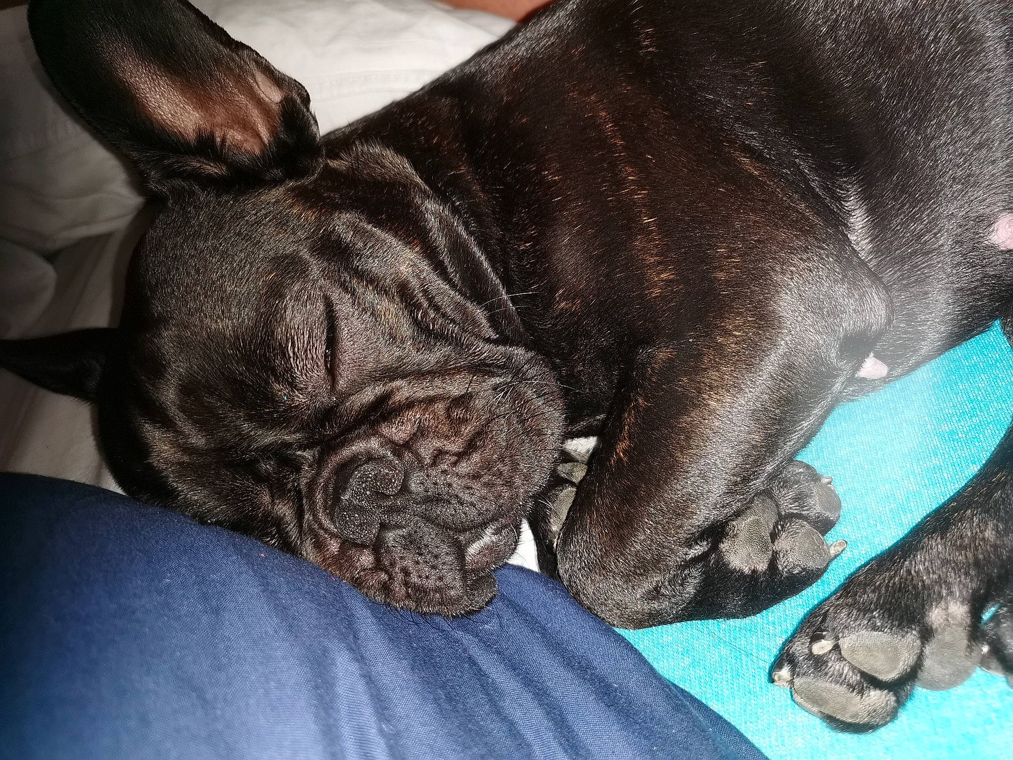 Roxy participe au concours pour gagner de l'argent avec cette photo : bulldog, canidae, carnivore, comfort, companion_dog, dog, dog_breed, fawn, french_bulldog, molosser, non_sporting_group, paw, skin, snout, toy_dog, vertebrate, whiskers, working_animal, working_dog