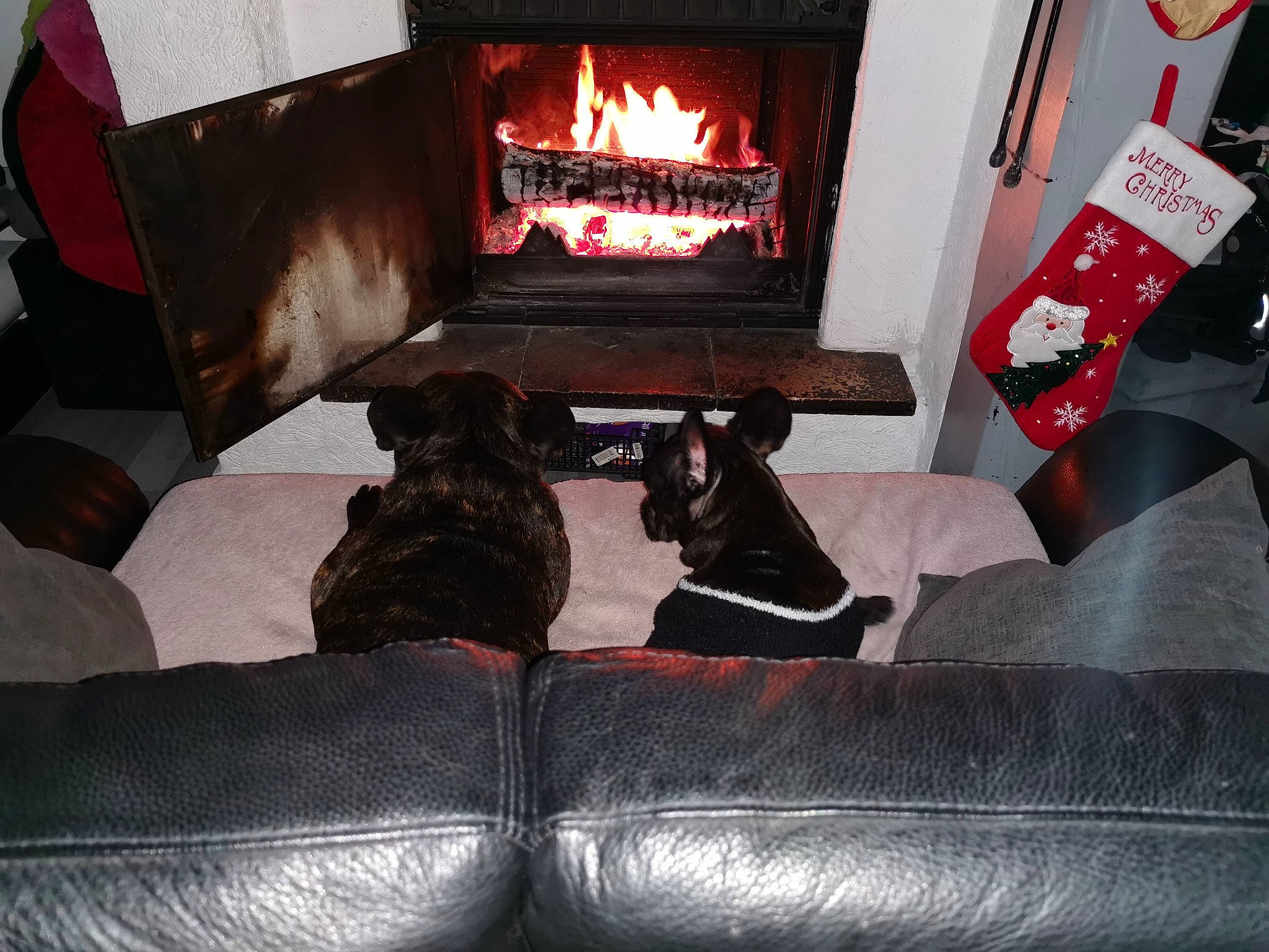 Roxy participe au concours pour gagner de l'argent avec cette photo : canidae, carmine, carnivore, companion_dog, dog, dog_breed, fire, fire_screen, fireplace, flame, gas, hearth, heat, leather, liver, living_room, sporting_group, stove, wood_burning_stove, working_dog