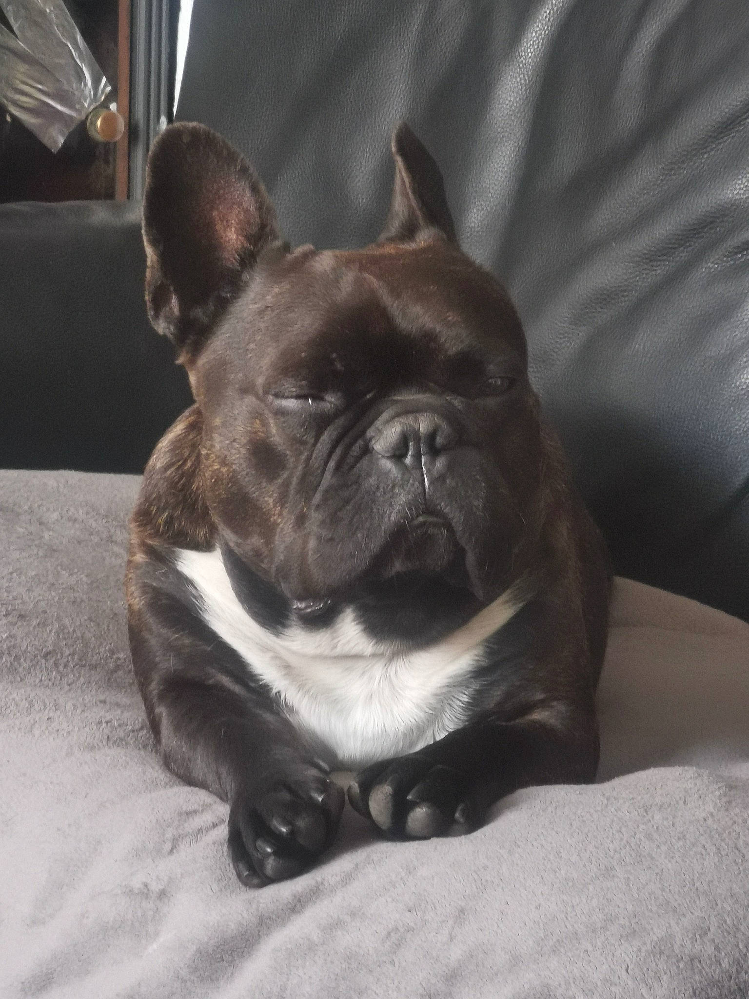 Djay participe au concours pour gagner de l'argent avec cette photo : bulldog, canidae, carnivore, collar, companion_dog, dog, dog_breed, dog_collar, fawn, french_bulldog, liver, non_sporting_group, old_english_bulldog, snout, toy_dog, whiskers, working_animal, wrinkle