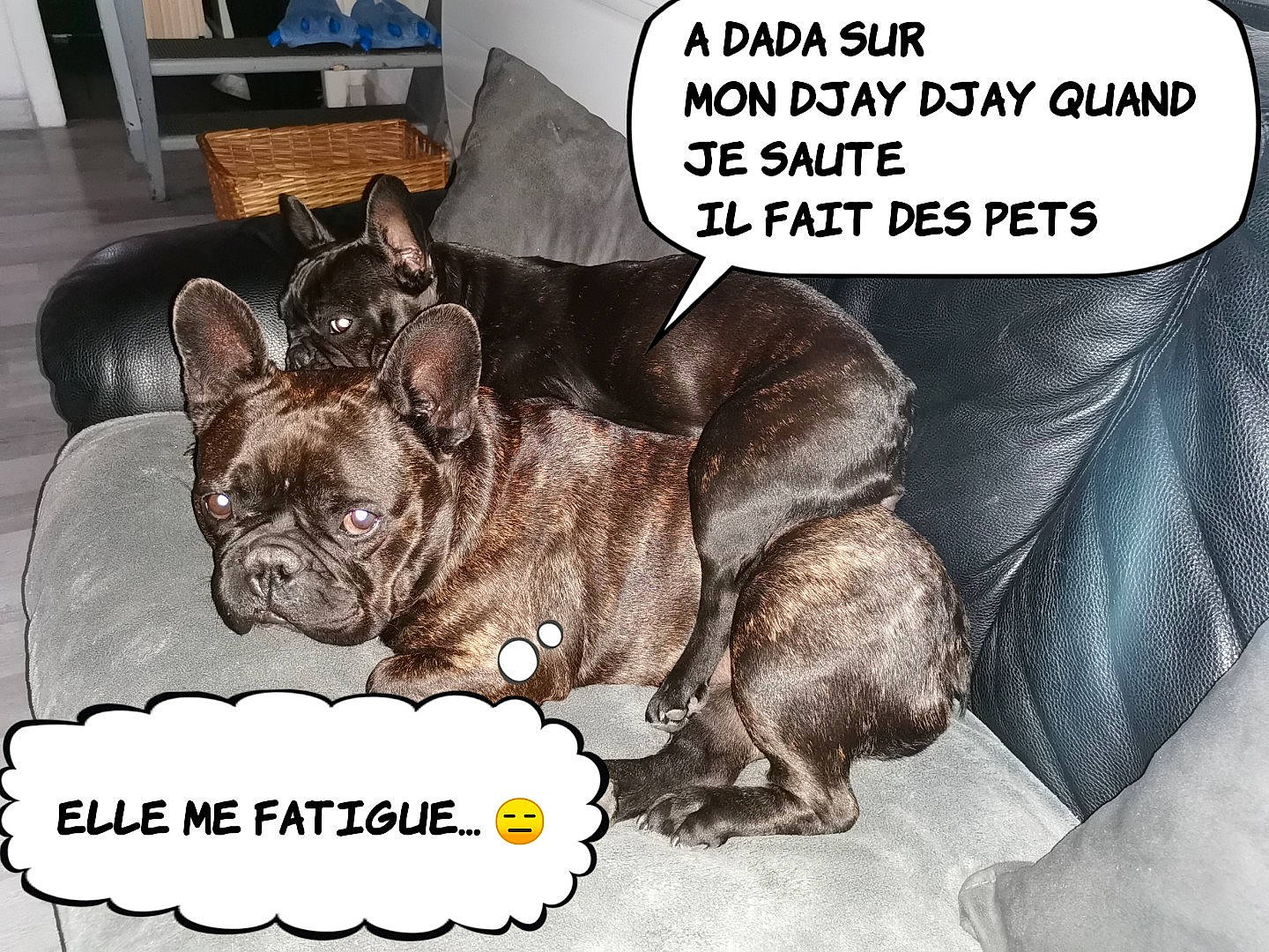 Djay a rejoint le concours — aidez-le/la à gagner de superbes lots ! brown, bulldog, canidae, carnivore, coffee_table, companion_dog, dog, dog_breed, fawn, french_bulldog, home_accessories, liver, non_sporting_group, pet_supply, photo_caption, puppy, snout, toy_dog, vertebrate, working_animal
