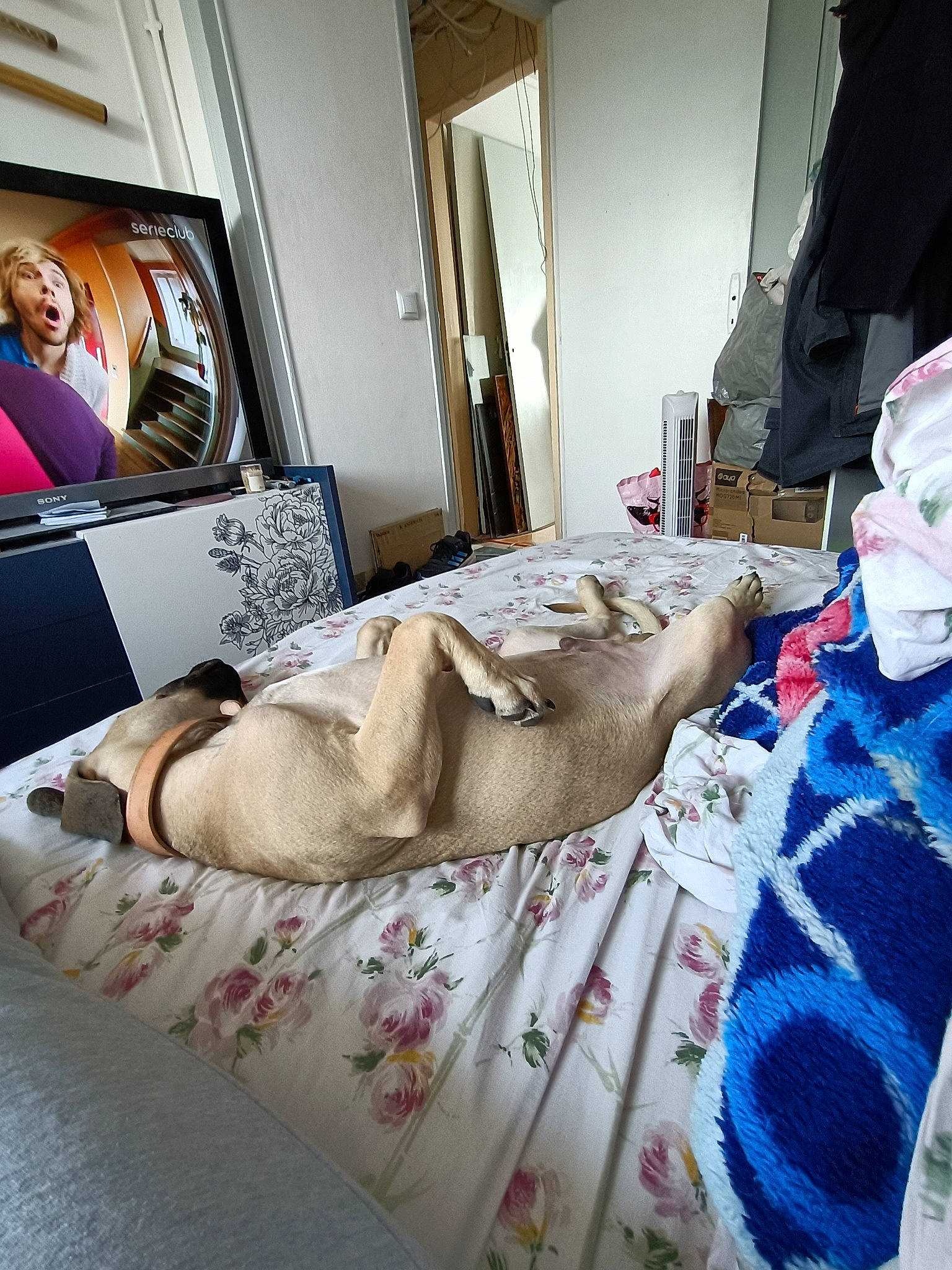 Meiko a rejoint le concours — aidez-le/la à gagner de superbes lots ! bed, bed_frame, bed_sheet, bedding, bedroom, carpet, comfort, duvet, flooring, fur, hardwood, house, interior_design, linens, mattress, pattern, picture_frame, room, textile, wood