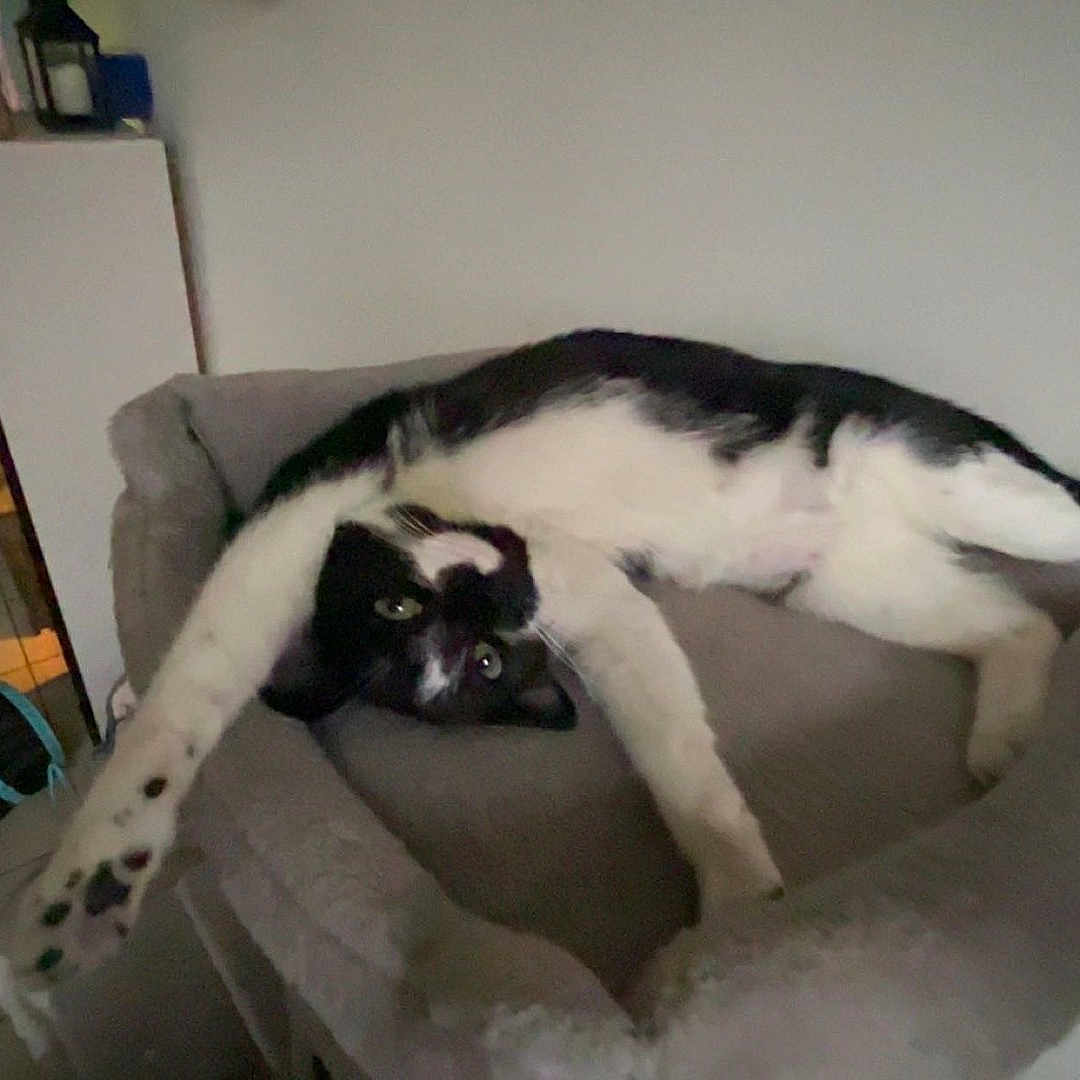 Yankie participe au concours pour gagner de l'argent avec cette photo : animal, architecture, bed, bedroom, building, canine, cat, chair, couch, cushion, furniture, homedecor, indoors, interiordesign, kitten, livingroom, person, pet, room, sleeping