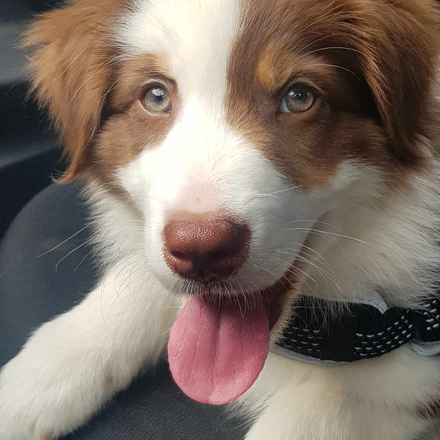 Marley participe au concours pour gagner de l'argent avec cette photo : accessories, animal, beagle, bodypart, canine, cockerspaniel, collie, dog, eskimodog, goldenretriever, hound, husky, mouth, papillon, person, pet, puppy, strap, terrier, tongue