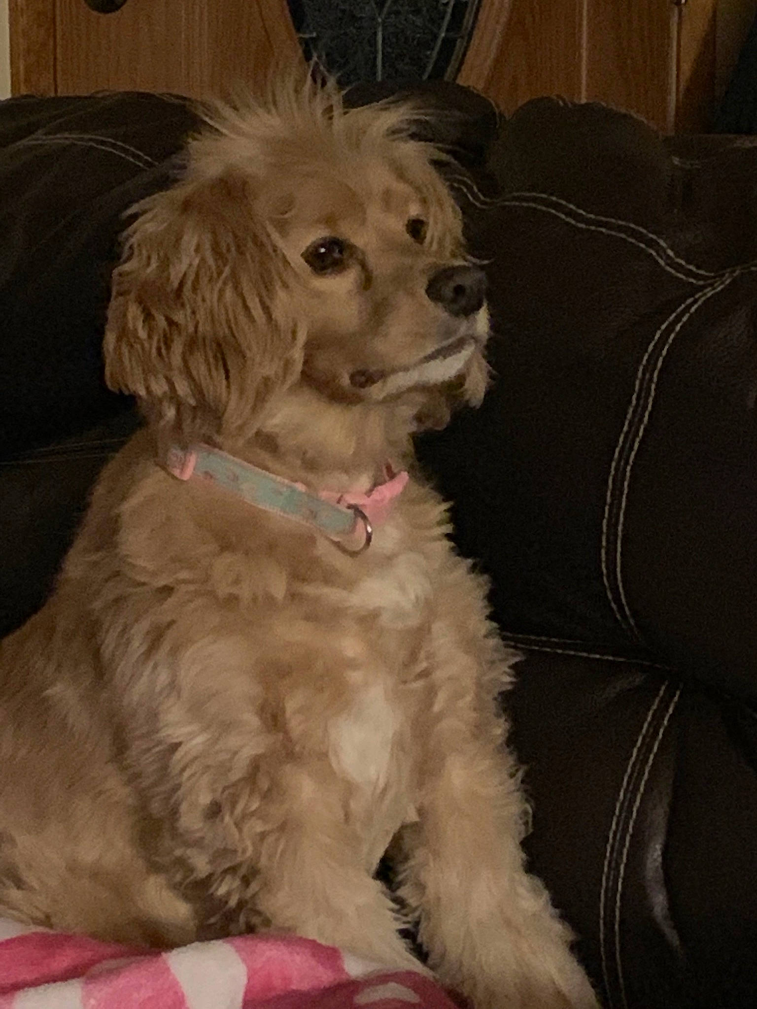 Charlie joined the competition — help win amazing prizes! american_cocker_spaniel, canidae, carnivore, cavapoo, cockapoo, companion_dog, dog, dog_breed, fawn, mammal, poodle_crossbreed, puppy, rare_breed_dog, schnoodle, spaniel, sporting_group, vertebrate