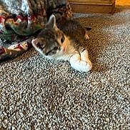 Mary Jane is registered to the contest to win money with this photo: animal, blanket, carpet, cat, cozy, cute, floor, furniture, home, indoor, kitten, lying_down, pattern, pet, relaxed, small, soft, tabby, texture, wood