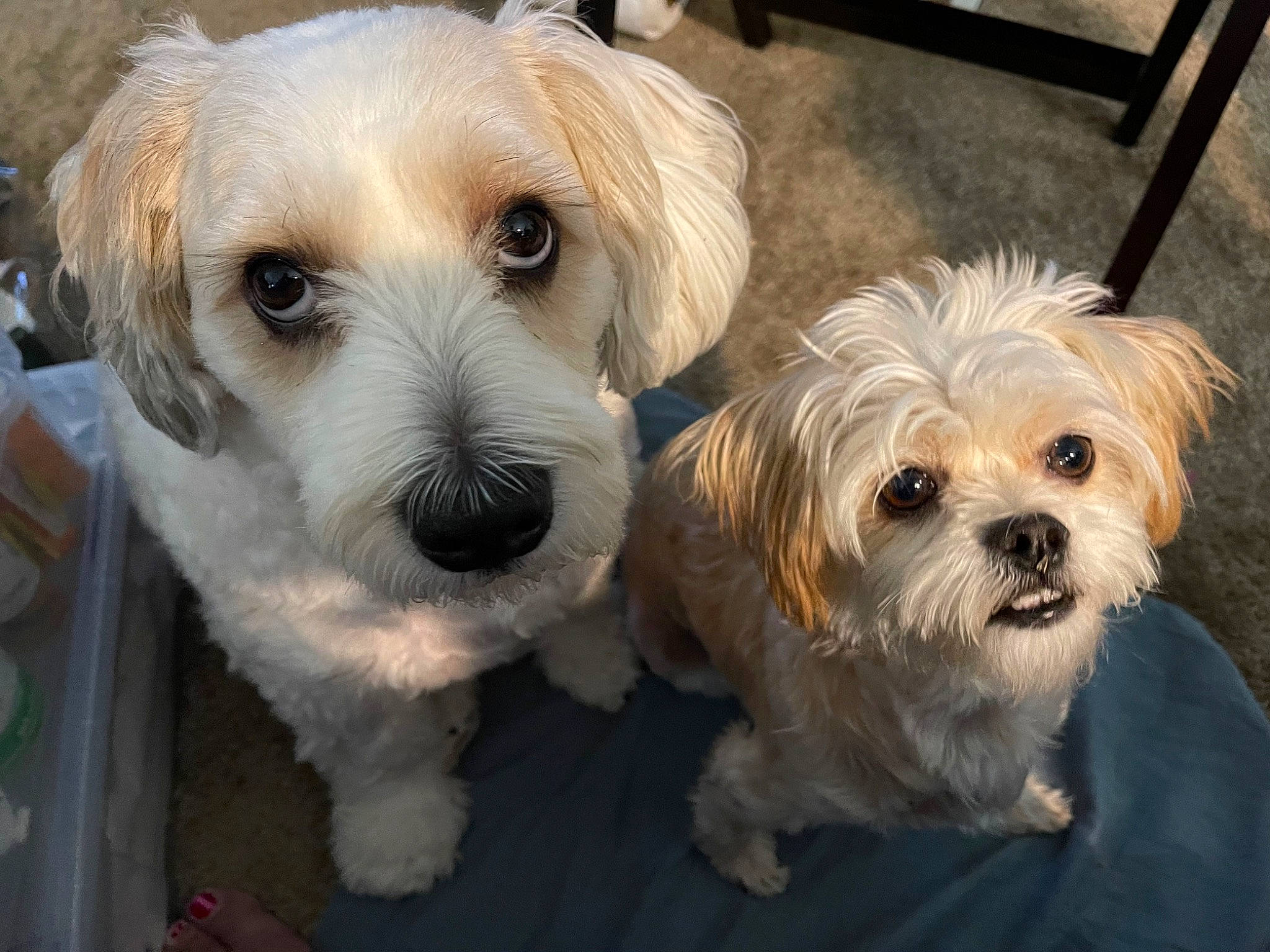 Lucy Belle joined the competition — help win amazing prizes! canidae, carnivore, companion_dog, dog, dog_breed, dog_supply, fawn, fur, liver, mal_shi, puppy_love, shih_poo, shih_tzu, small_terrier, snout, sporting_group, terrier, toy_dog, working_animal, yorkipoo