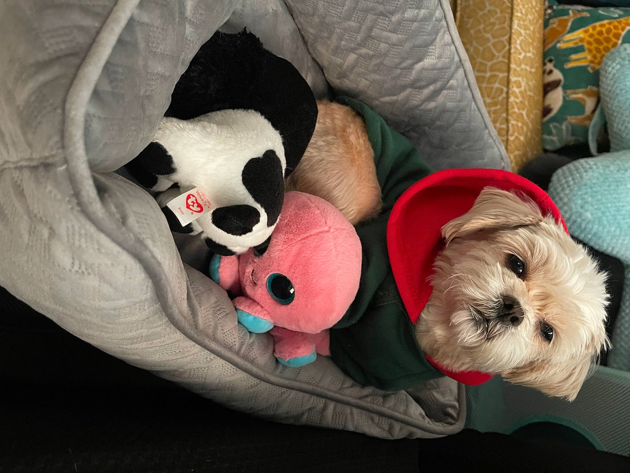 Lucy Belle is registered to the contest to win money with this photo: canidae, carmine, carnivore, comfort, companion_dog, couch, dog, dog_bed, dog_breed, dog_clothes, dog_supply, fawn, fur, pet_supply, plush, snout, stuffed_toy, toy, toy_dog, working_animal