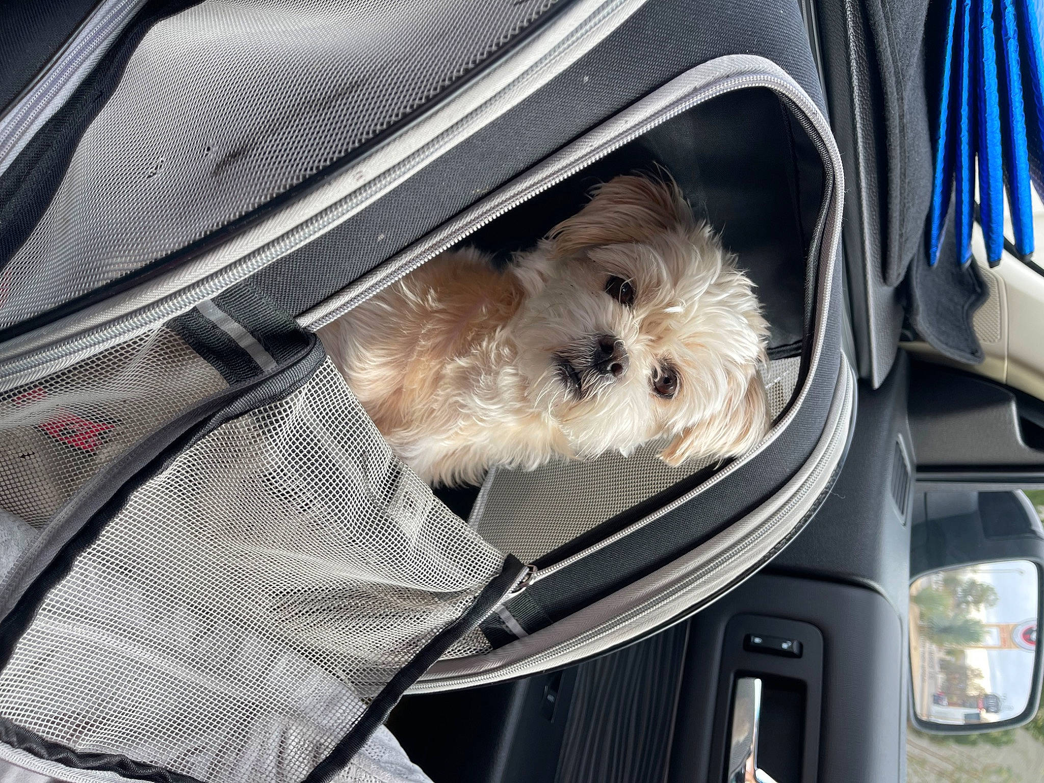 Lucy Belle is registered to the contest to win money with this photo: auto_part, automotive_exterior, automotive_lighting, automotive_mirror, car, car_seat, car_seat_cover, carnivore, companion_dog, dog, dog_breed, dog_supply, motor_vehicle, personal_luxury_car, seat_belt, snout, toy_dog, trunk, vehicle, vehicle_door