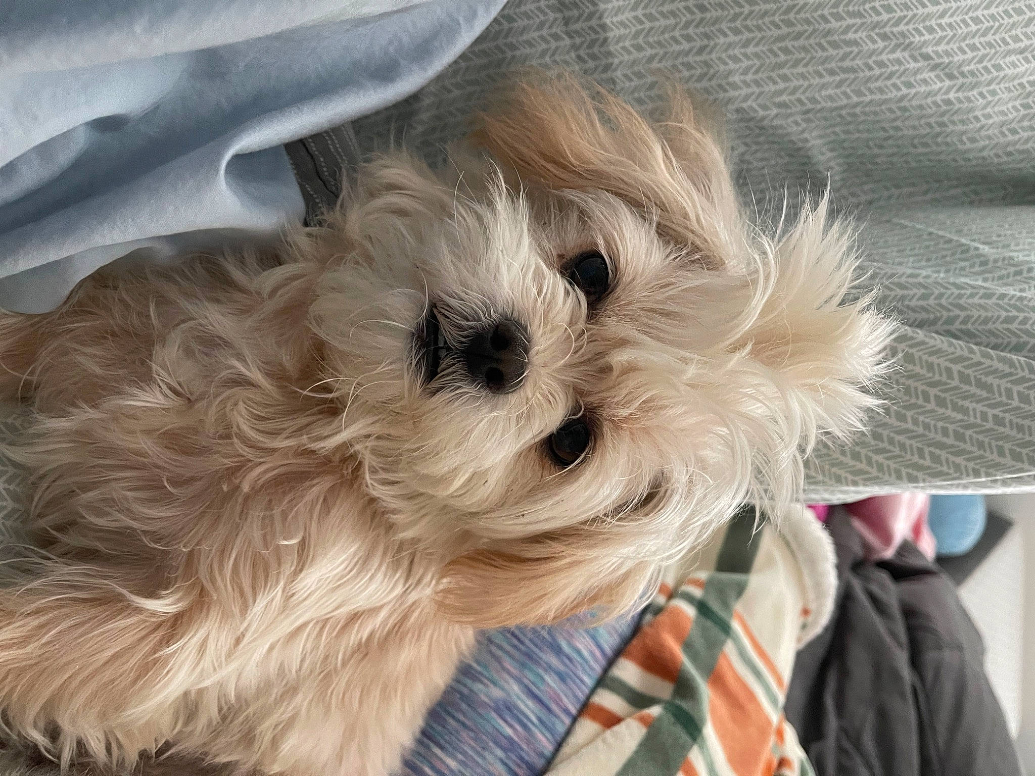 Lucy Belle is registered to the contest to win money with this photo: canidae, carnivore, comfort, companion_dog, dog, dog_breed, dog_clothes, dog_supply, fawn, fur, pet_supply, puppy_love, shih_poo, small_terrier, snout, sporting_group, terrier, toy_dog, whiskers, working_animal