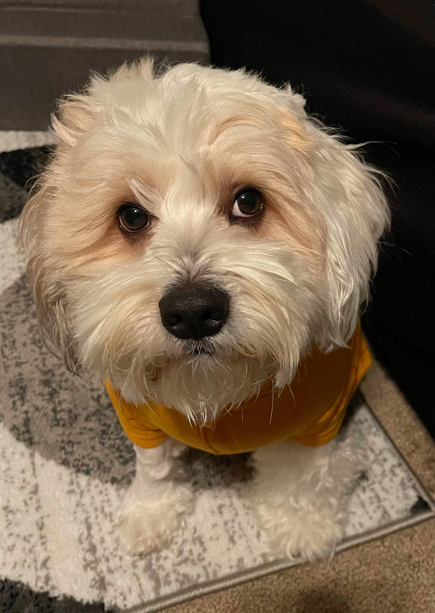 Charlie Brown is registered to the contest to win money with this photo: canidae, carnivore, companion_dog, dog, dog_breed, fur, labradoodle, liver, maltepoo, non_sporting_group, poodle_crossbreed, puppy_love, shih_poo, small_terrier, snout, sporting_group, terrier, toy_dog, wood, working_animal