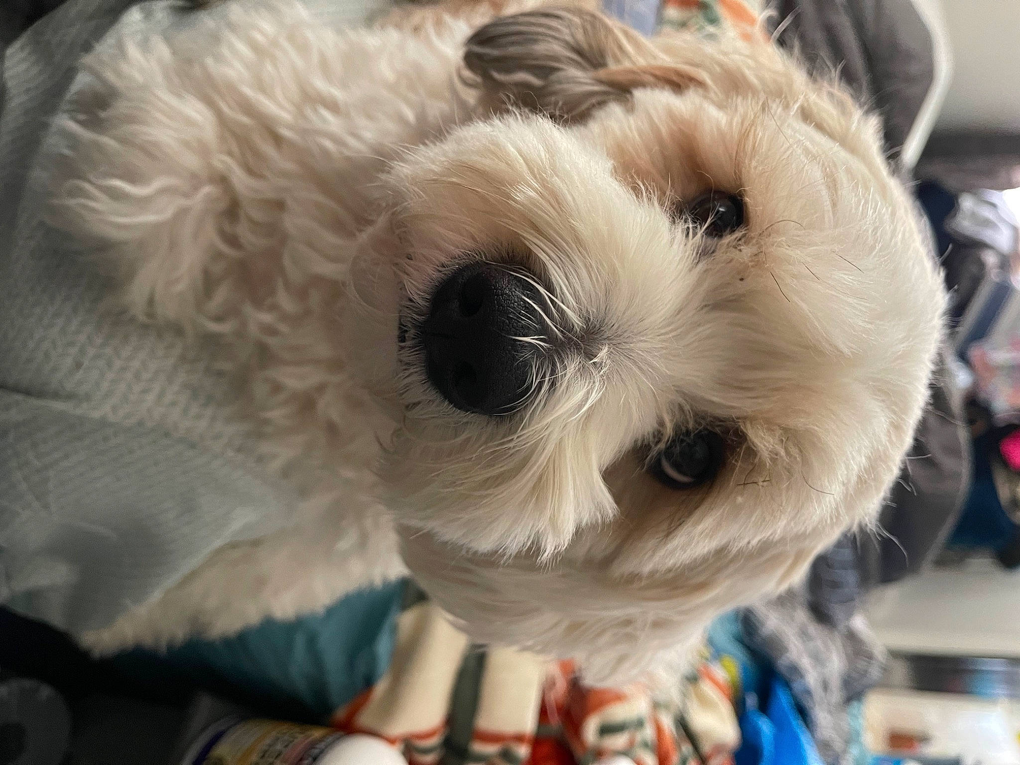 Charlie Brown is registered to the contest to win money with this photo: canidae, carnivore, companion_dog, dog, dog_breed, dog_clothes, fawn, felidae, fur, non_sporting_group, plush, puppy, small_terrier, snout, sporting_group, stuffed_toy, terrier, toy, toy_dog, whiskers