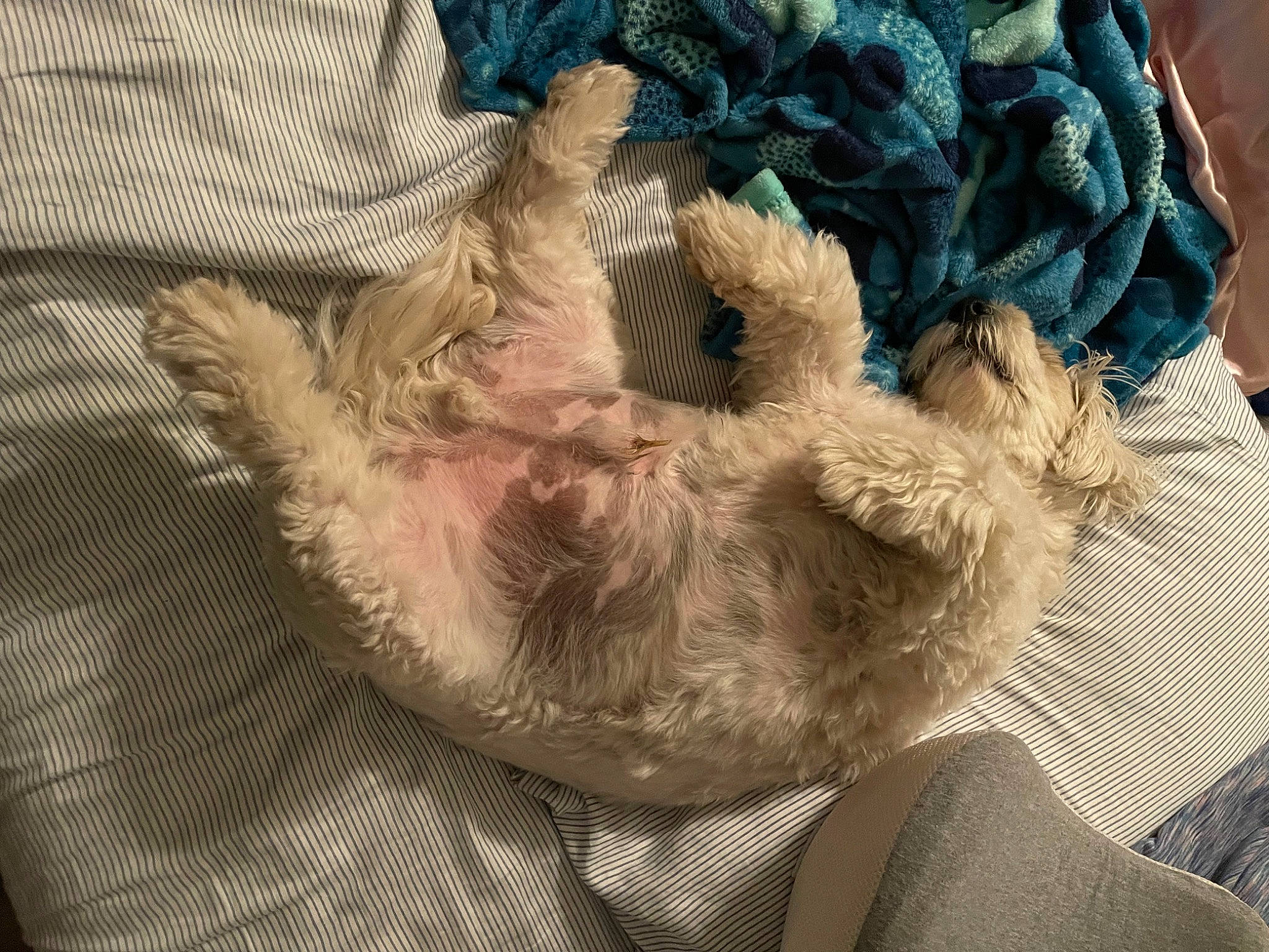 Charlie Brown is registered to the contest to win money with this photo: beard, cap, comfort, companion_dog, costume_hat, craft, crochet, fashion_accessory, feather, fur, fur_clothing, grass, human_leg, knitting, linens, pattern, selfie, thread, wool, woolen