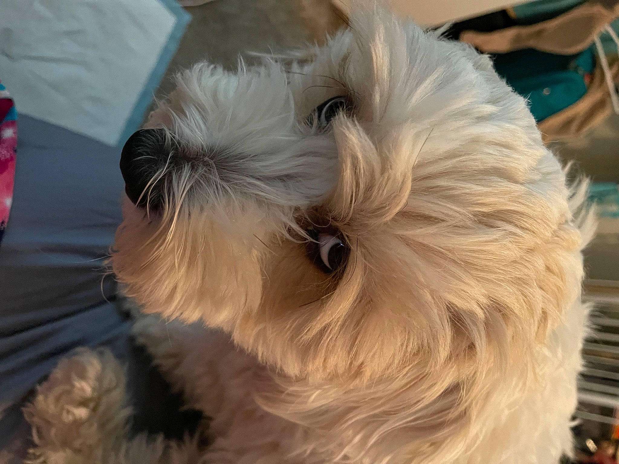 Charlie Brown is registered to the contest to win money with this photo: canidae, carnivore, companion_dog, dog, dog_breed, fawn, fur, maltepoo, nap, non_sporting_group, puppy, puppy_love, small_terrier, snout, sporting_group, tail, terrier, toy_dog, whiskers, working_animal