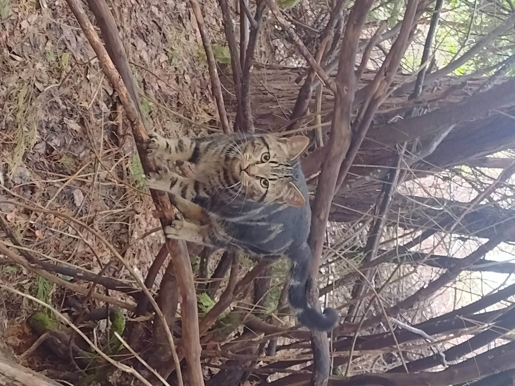 Uthred joined the competition — help win amazing prizes! big_cats, branch, cat, felidae, forest, grass, jungle, metal, pattern, plant, sculpture, soil, terrestrial_animal, tree, trunk, twig, whiskers, wildlife, wood, woodland