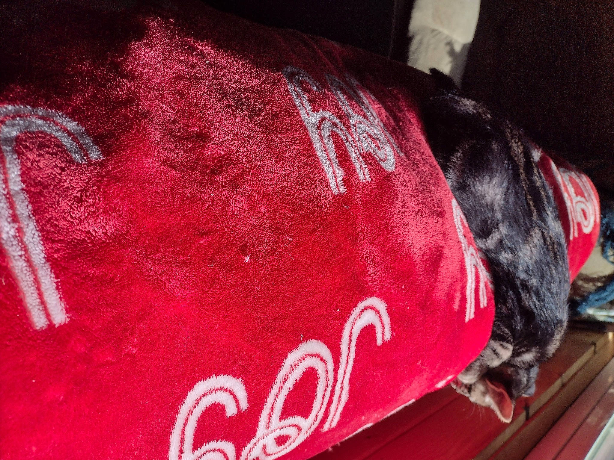 Uthred is registered to the contest to win money with this photo: automotive_lighting, black, carbonated_soft_drinks, carmine, coca_cola, cola, drink, font, fur, human_leg, logo, magenta, motor_vehicle, pattern, pink, plant, sleeve, soft_drink, tail, toy