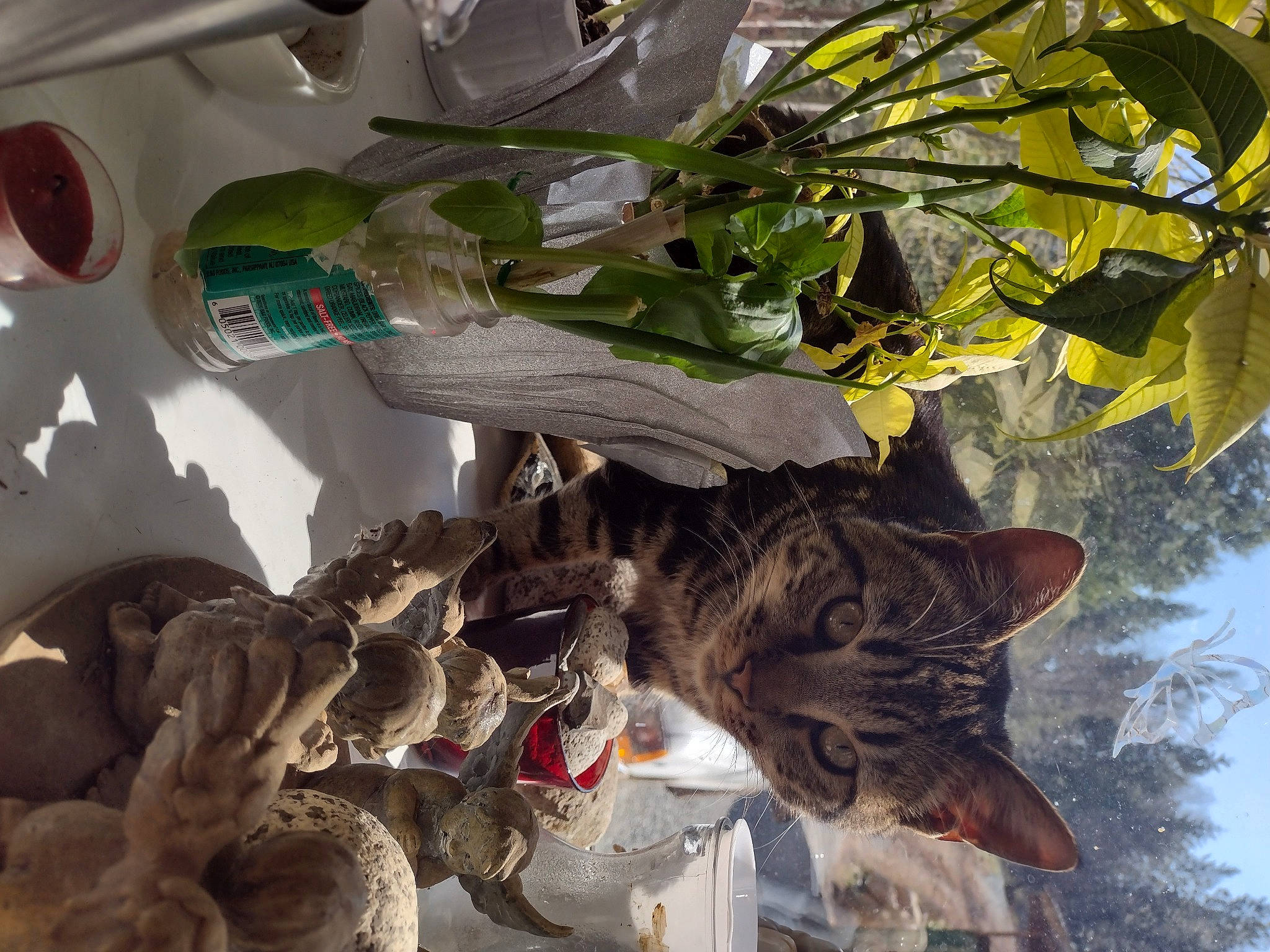 Uthred joined the competition — help win amazing prizes! cat, domestic_short_haired_cat, felidae, flowering_plant, fruit, herb, houseplant, pattern, plant, small_to_medium_sized_cats, terrestrial_plant, tree, trunk, wood