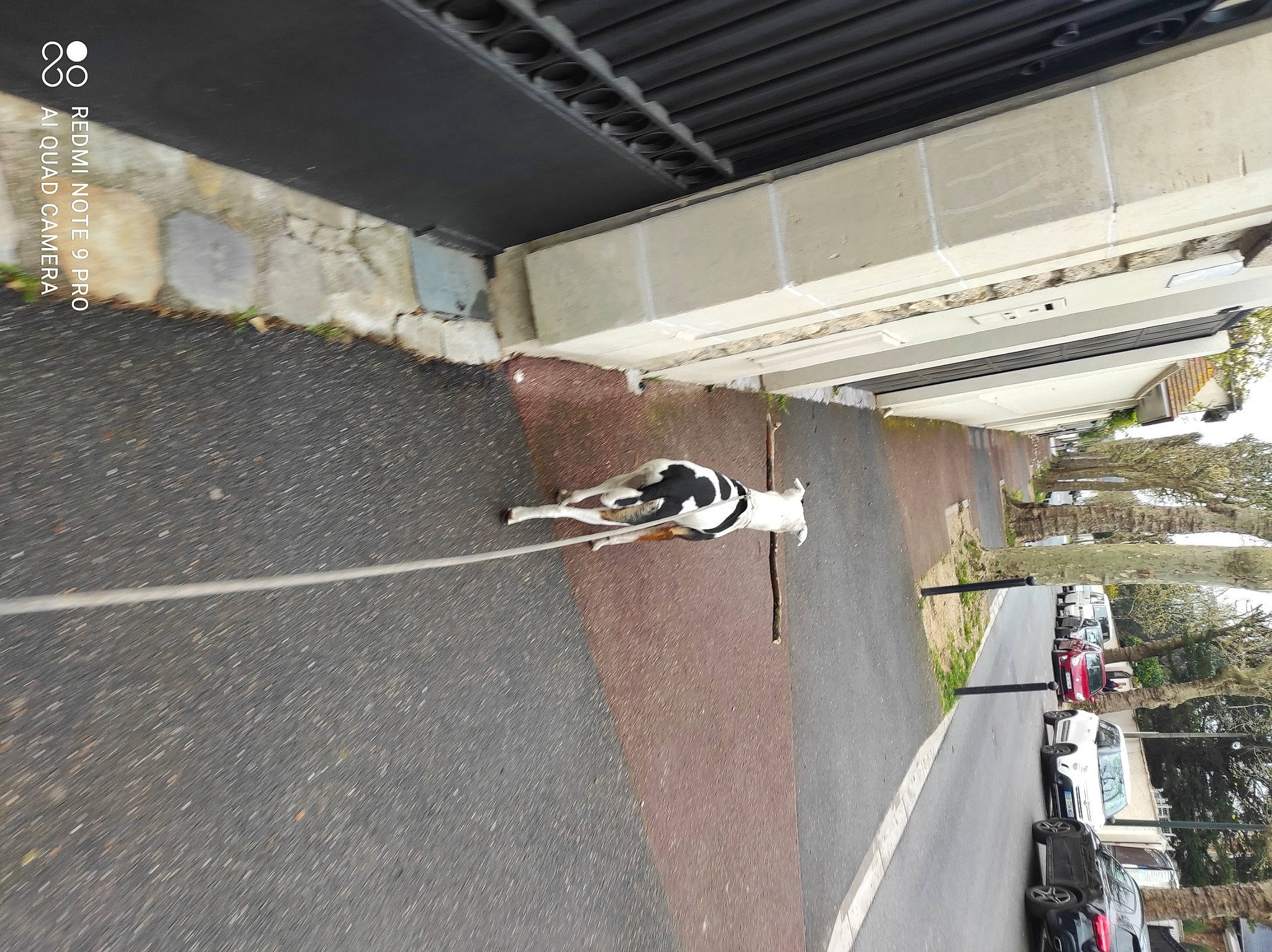 Alcaline a rejoint le concours — aidez-le/la à gagner de superbes lots ! asphalt, building, car, ceiling, city, composite_material, concrete, dog, facade, flooring, line, plant, road_surface, sidewalk, tire, tree, vehicle, wheel, windshield, wood