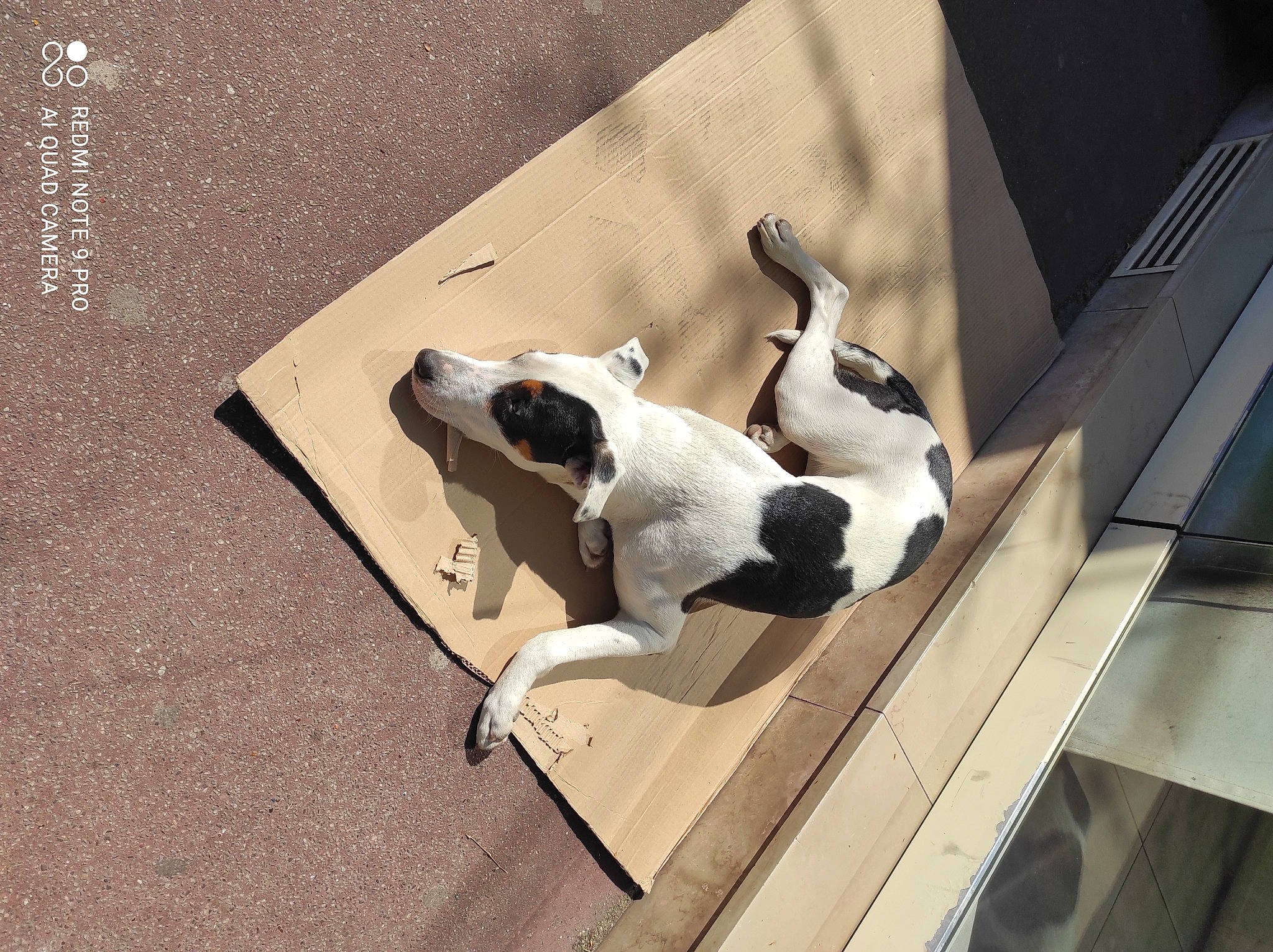 Alcaline a rejoint le concours — aidez-le/la à gagner de superbes lots ! carmine, carnivore, comfort, companion_dog, dog, dog_breed, eyewear, fawn, felidae, floor, flooring, grey, hardwood, rectangle, small_to_medium_sized_cats, snout, sporting_group, tail, wood, working_animal