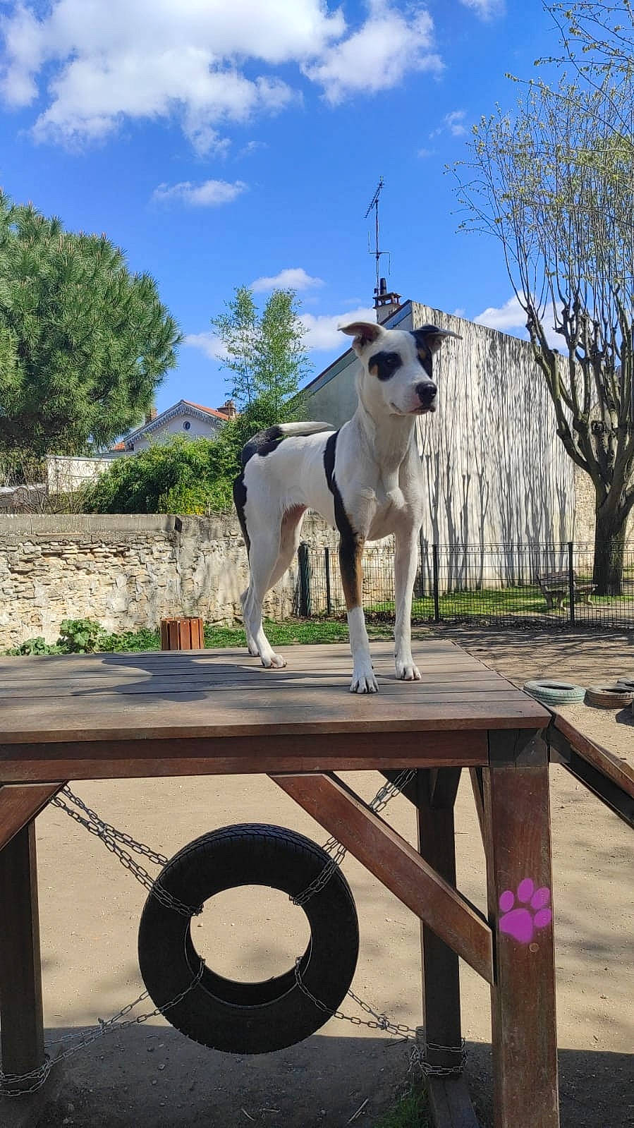 Alcaline participe au concours pour gagner de l'argent avec cette photo : art, cloud, companion_dog, dog_breed, fawn, grass, landscape, leisure, livestock, plant, recreation, sculpture, sky, sporting_group, statue, tail, tree, vertebrate, wood, working_animal