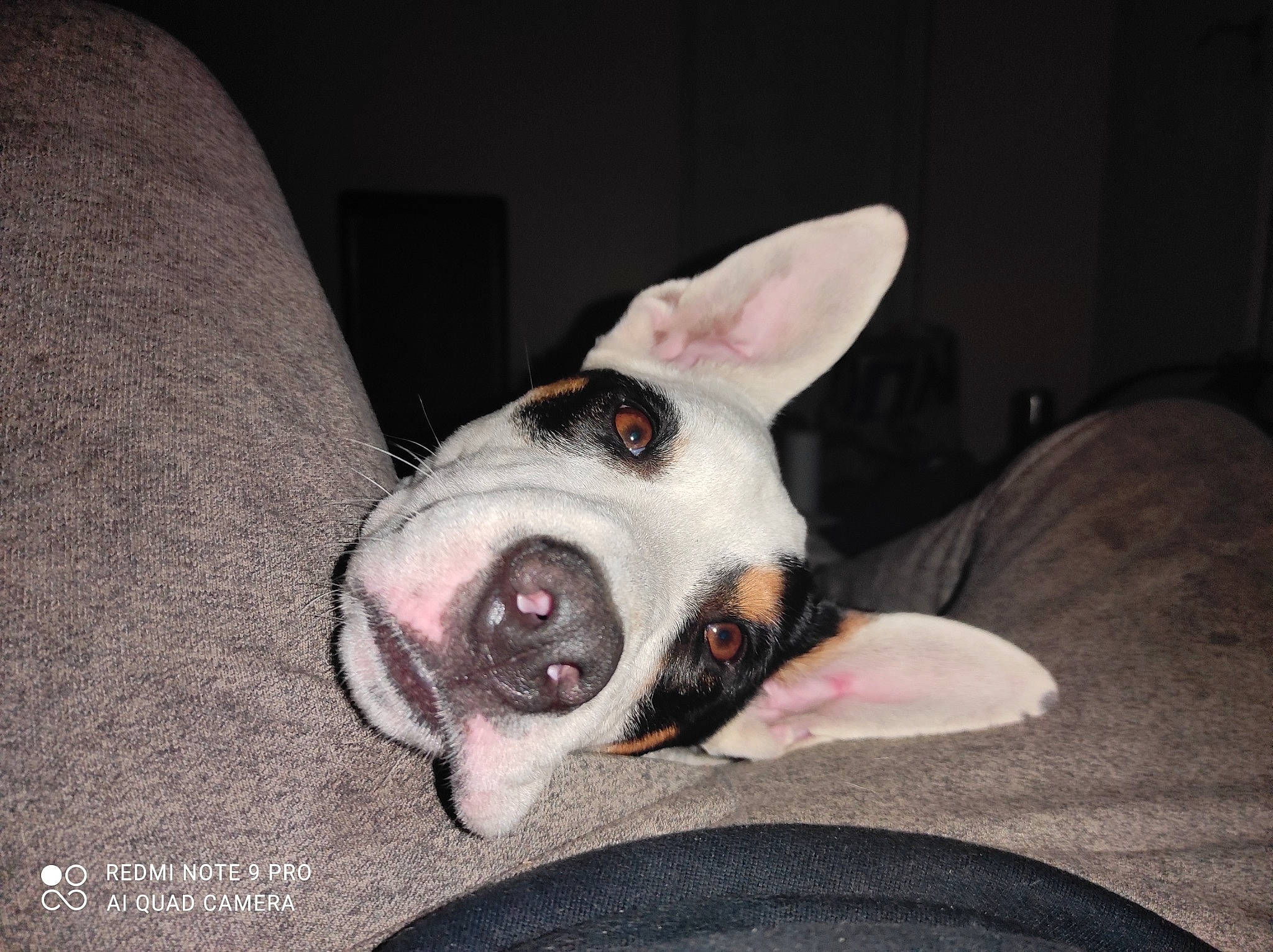 Alcaline participe au concours pour gagner de l'argent avec cette photo : canidae, carmine, carnivore, collar, comfort, companion_dog, dog, dog_breed, ear, fawn, fur, linens, non_sporting_group, paw, puppy, snout, sporting_group, terrestrial_animal, whiskers, working_animal