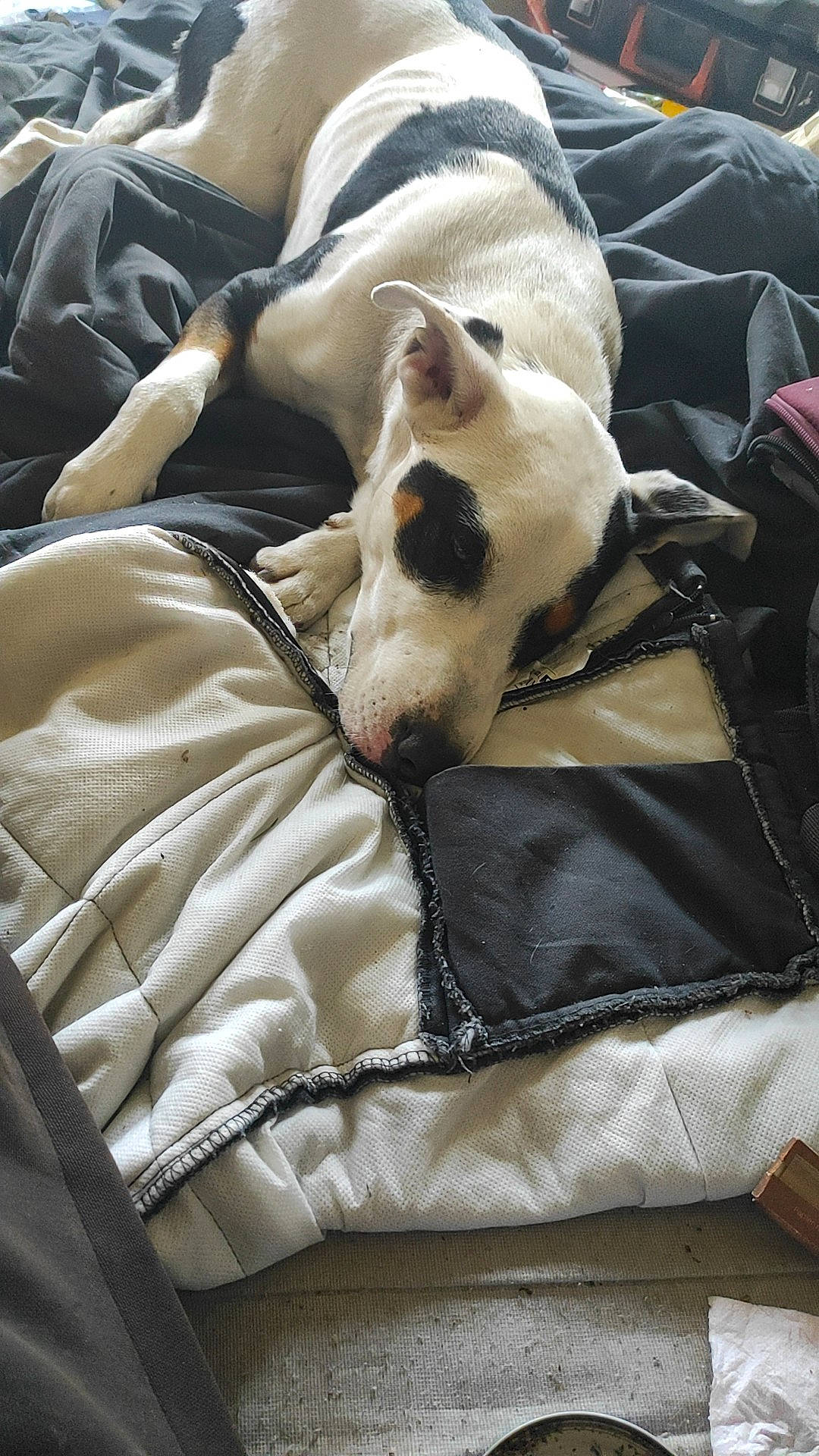 Alcaline a rejoint le concours — aidez-le/la à gagner de superbes lots ! canidae, carnivore, comfort, companion_dog, dog, dog_breed, fawn, felidae, fur, grey, linens, nap, non_sporting_group, sleep, small_to_medium_sized_cats, sporting_group, terrestrial_animal, textile, whiskers