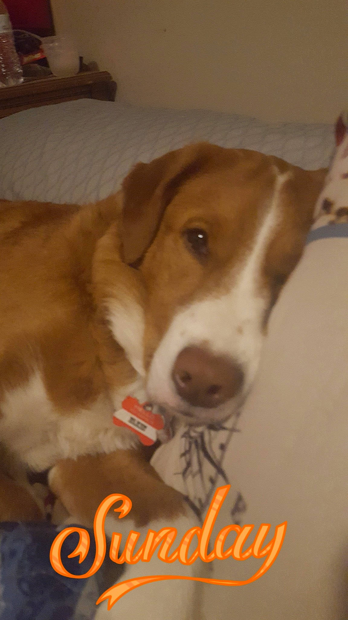 Elkin joined the competition — help win amazing prizes! basenji, canidae, carnivore, companion_dog, dog, dog_breed, drever, fawn, harrier, mammal, posavac_hound, snout, sporting_group, vertebrate, whiskers