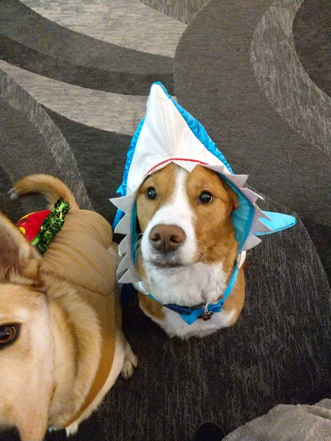 Elkin is registered to the contest to win money with this photo: basenji, canidae, carnivore, companion_dog, dog, dog_breed, fawn, mammal, pembroke_welsh_corgi, sporting_group, vertebrate