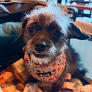 Birdie is registered to the contest to win money with this photo: dog, puppy, pet, portrait, closeup, scruffy, brown_fur, white_fur, floppy_ears, dark_eyes, nose, smile, floral_clothing, harness, blanket, cozy, indoor, cafe, bokeh, photography
