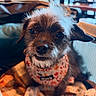 dog, puppy, pet, portrait, closeup, scruffy, brown_fur, white_fur, floppy_ears, dark_eyes, nose, smile, floral_clothing, harness, blanket, cozy, indoor, cafe, bokeh, photography