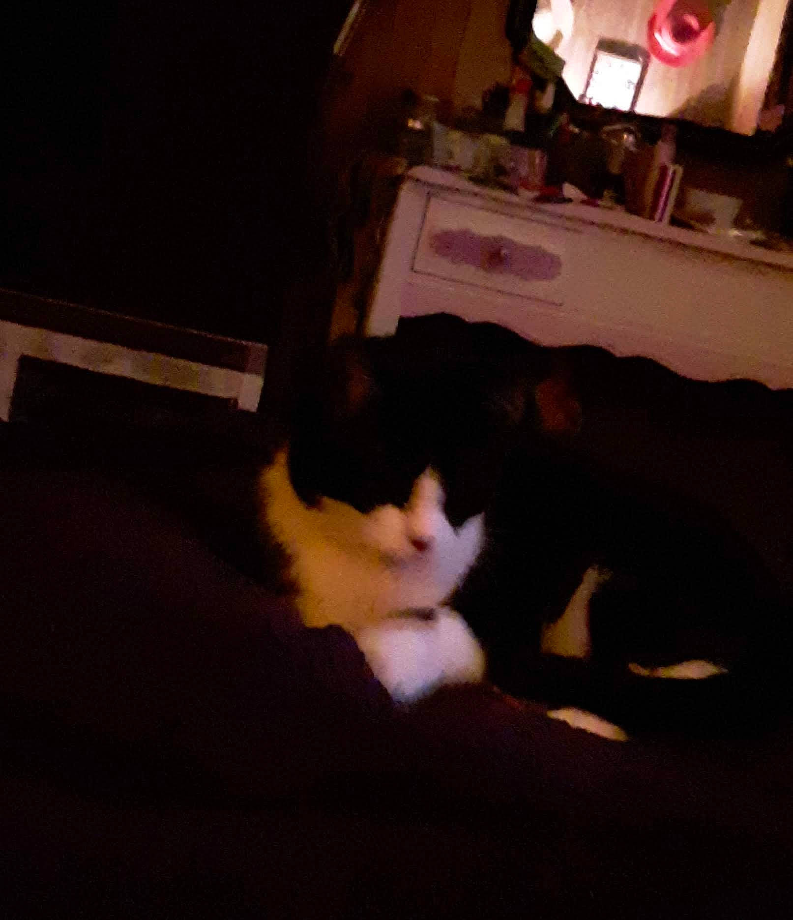 Crazy Kitty is registered to the contest to win money with this photo: brown, carnivore, cat, cloud, comfort, companion_dog, darkness, dog_breed, domestic_short_haired_cat, felidae, floor, flooring, fur, hardwood, room, sky, small_to_medium_sized_cats, tail, whiskers, wood