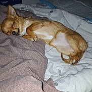 Alina a rejoint le concours — aidez-le/la à gagner de superbes lots ! dog, sleeping, chihuahua, bed, blanket, paw, curled_up, small_dog, pet, indoor, cozy, fur, muzzle, whiskers, pillow, human_hand, bracelet, duvet, bedding, flash_photography