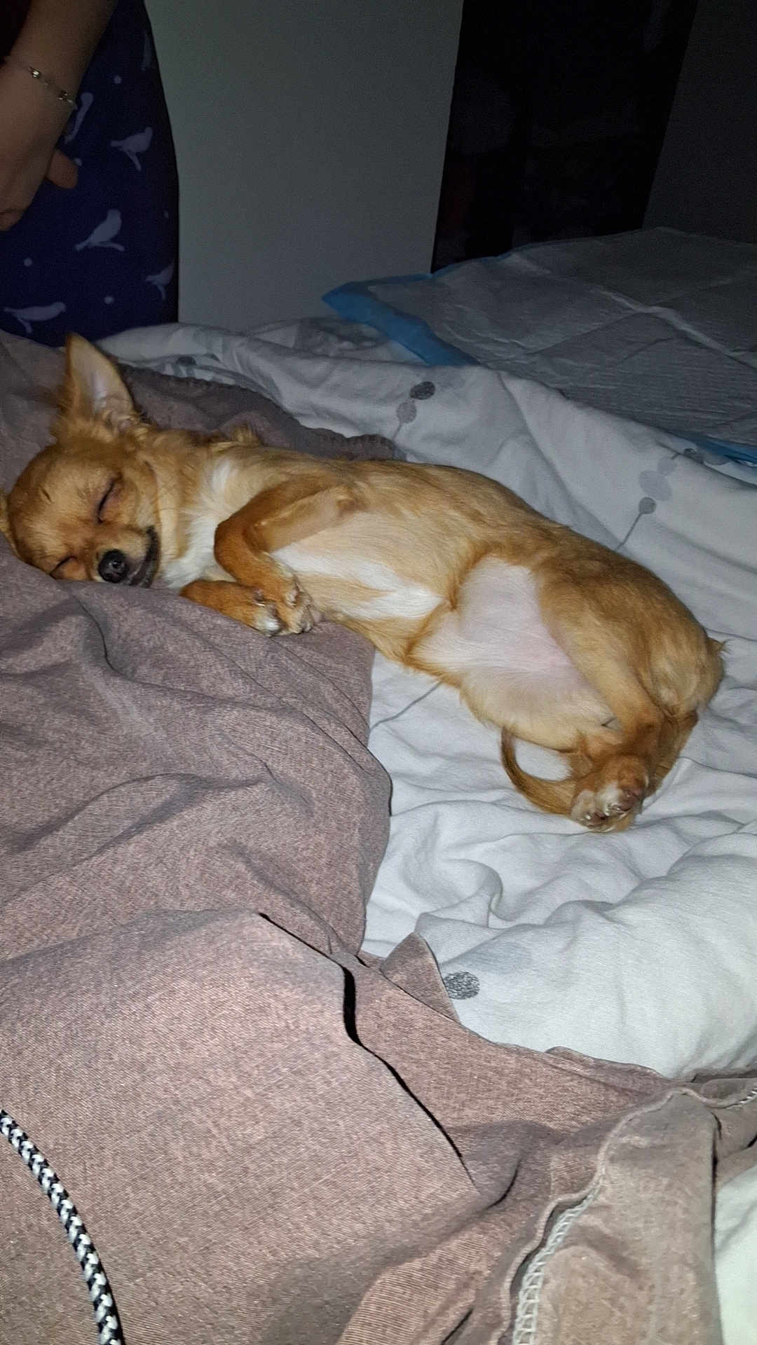 Alina a rejoint le concours — aidez-le/la à gagner de superbes lots ! dog, sleeping, chihuahua, bed, blanket, paw, curled_up, small_dog, pet, indoor, cozy, fur, muzzle, whiskers, pillow, human_hand, bracelet, duvet, bedding, flash_photography