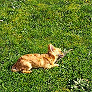 Alina a rejoint le concours — aidez-le/la à gagner de superbes lots ! chewing, chihuahua, daytime, dog, ears, field, fur, grass, green, lawn, lying_down, nature, outdoor, pet, playful, side_profile, single_animal, small_dog, stick, sunlight