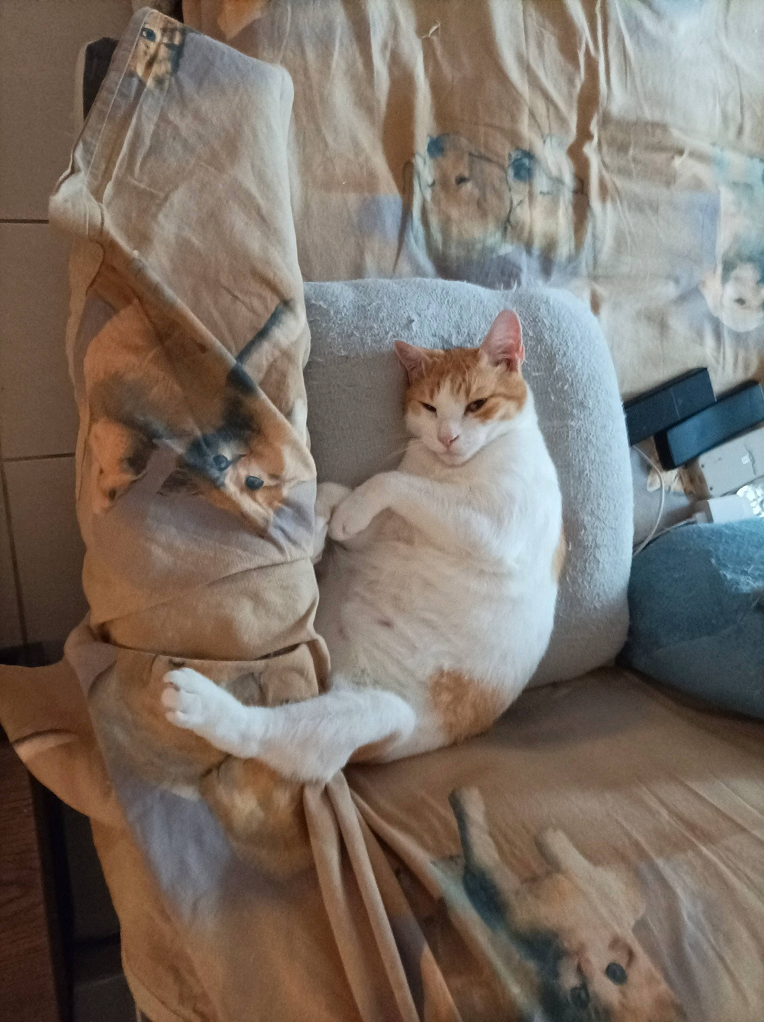 Nutz participe au concours pour gagner de l'argent avec cette photo : bed, bed_sheet, bedding, carnivore, cat, comfort, domestic_short_haired_cat, fawn, felidae, fur, grey, linens, peach, room, sitting, small_to_medium_sized_cats, tail, textile, whiskers, wood