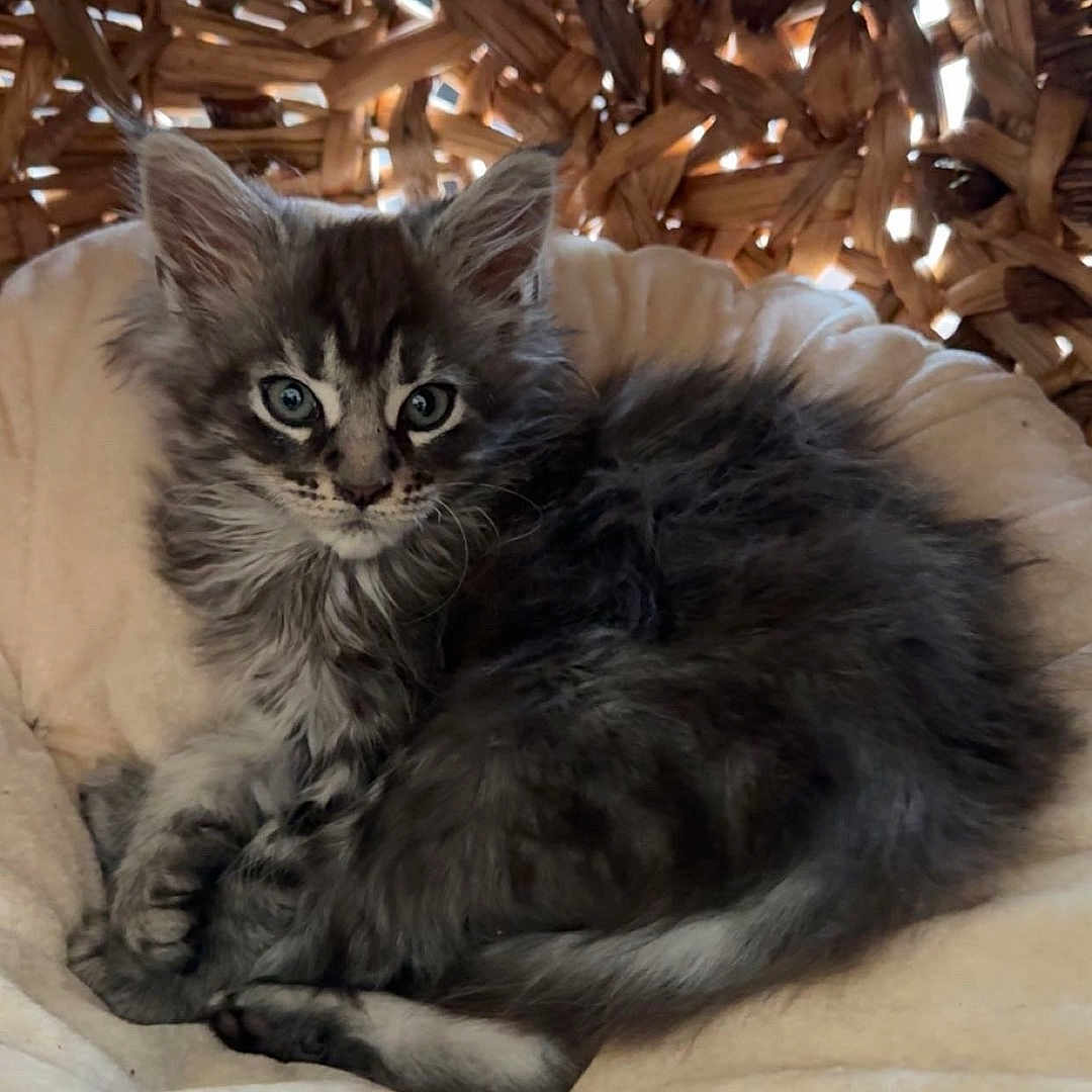 Athena a rejoint le concours — aidez-le/la à gagner de superbes lots ! abyssinian, adult, animal, bed, bedroom, blanket, cat, face, furniture, head, indoors, kitten, lighting, male, man, manx, person, pet, room, wood